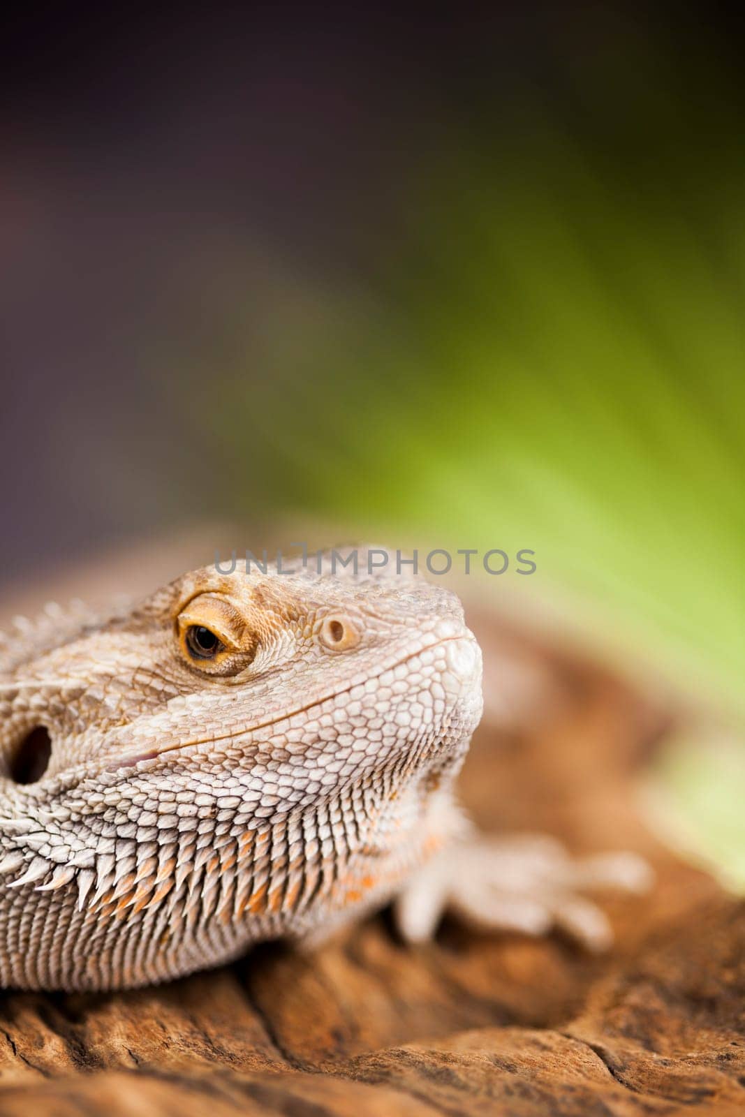 Pet, lizard Bearded Dragon on black background