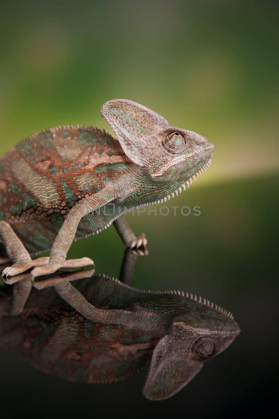 Chameleon on green background