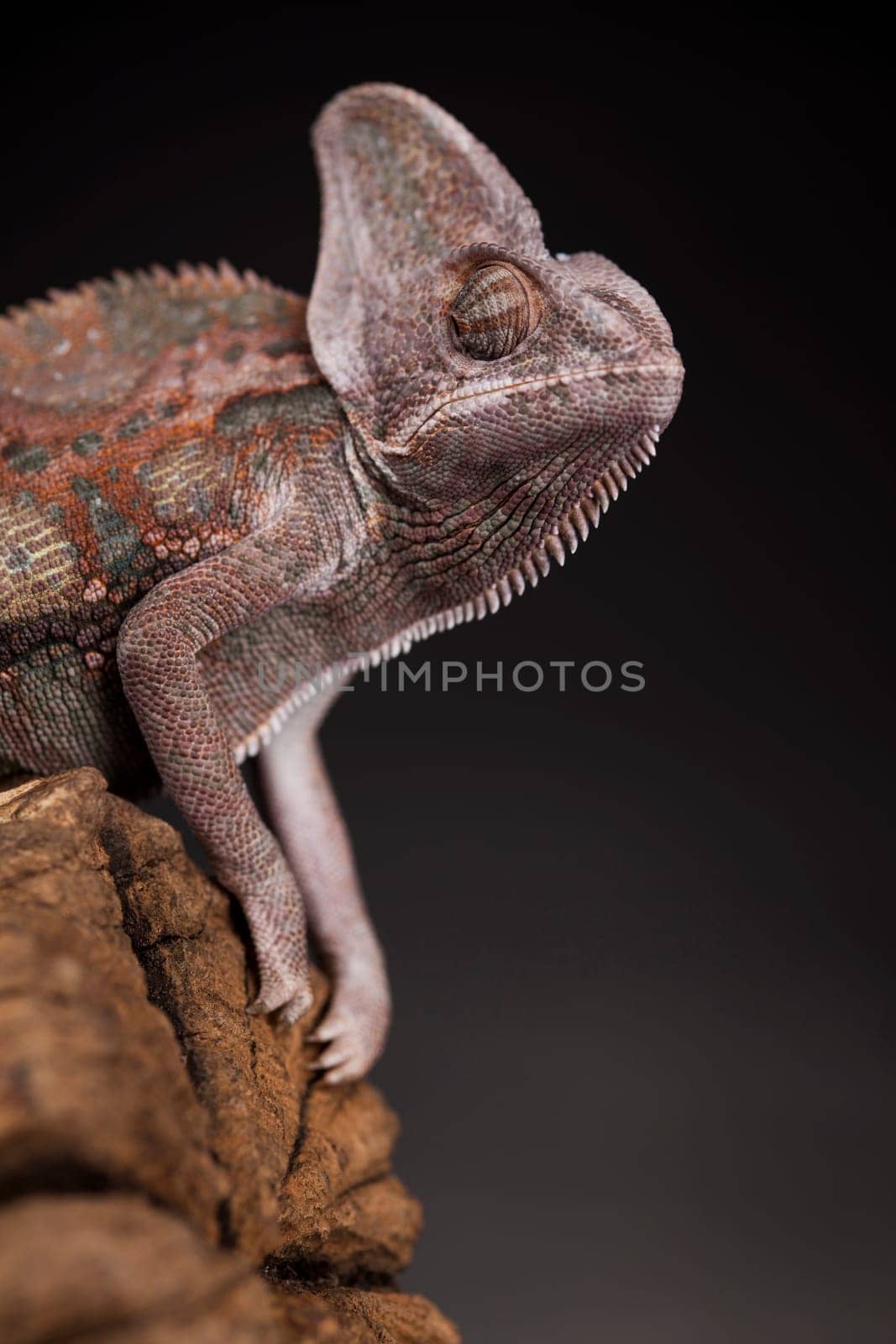 Root, Green chameleon, lizard background