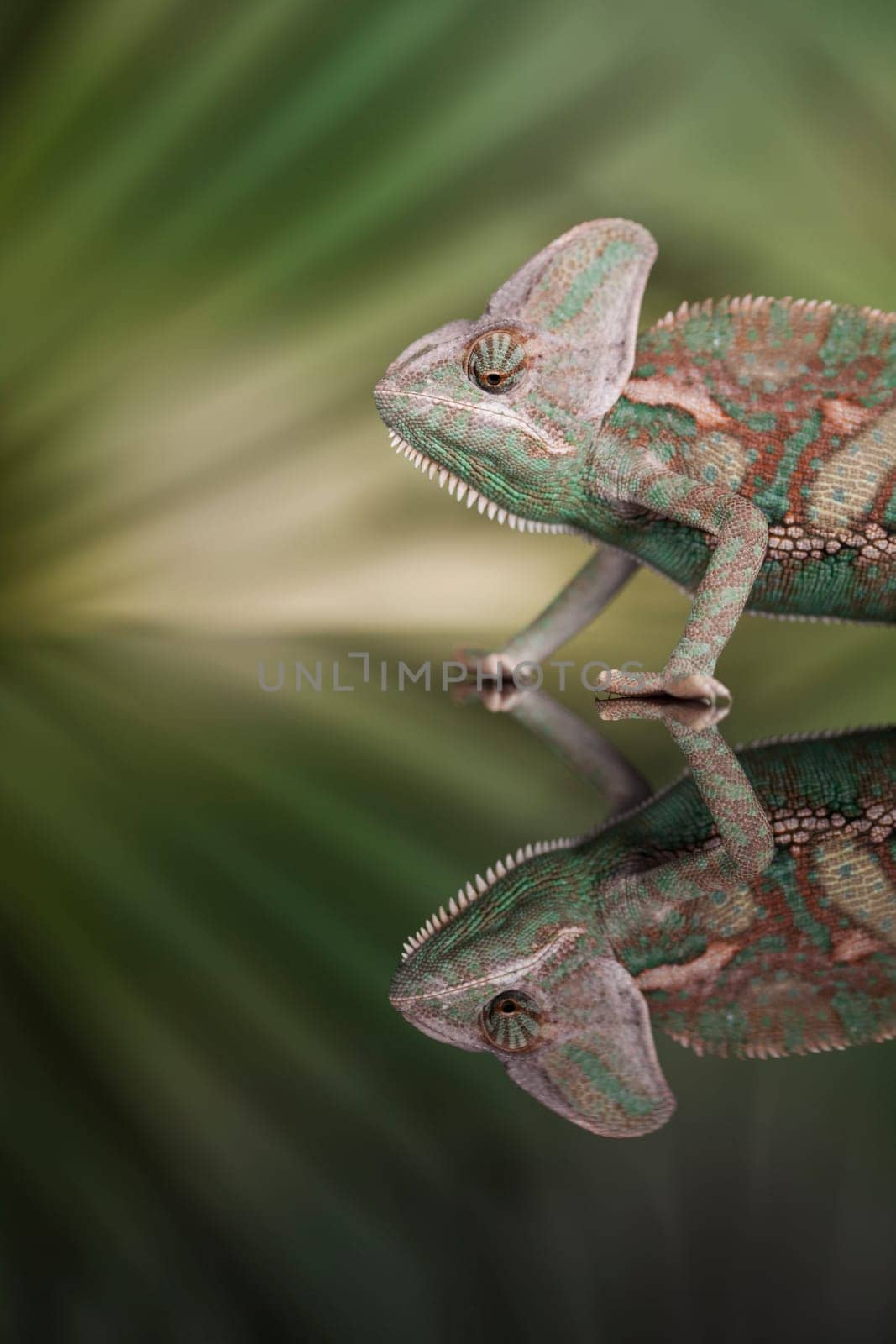 Green chameleon,lizard