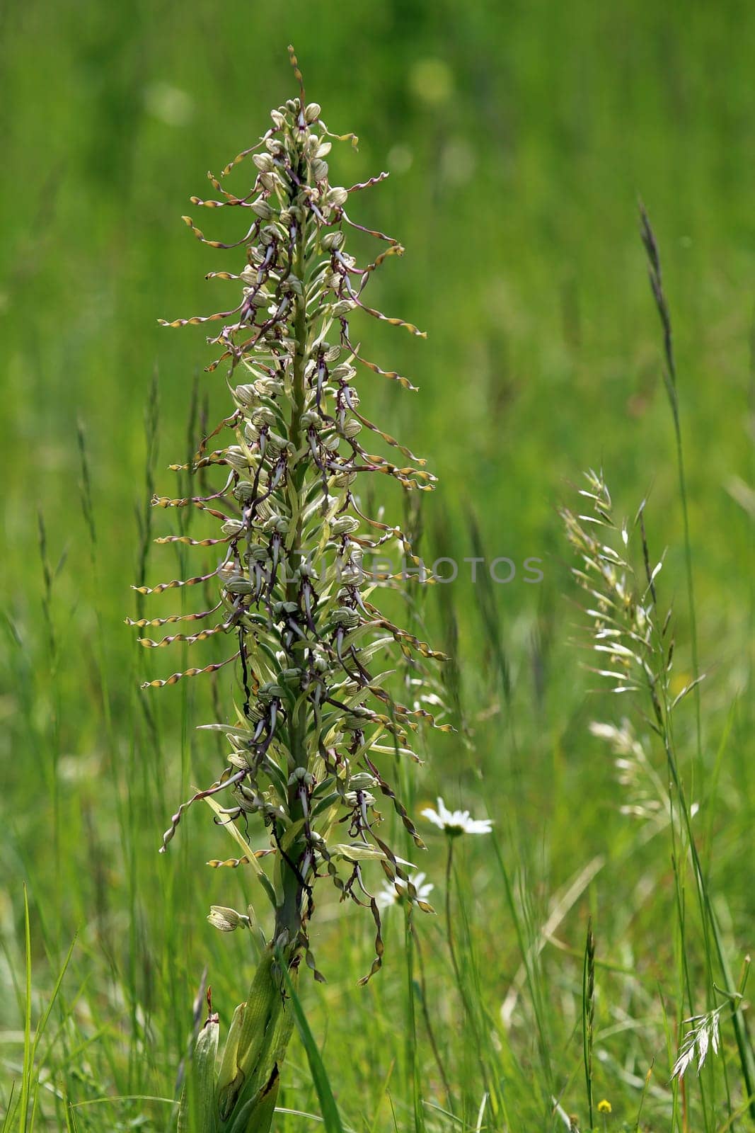 Magnificent buckling tongue from the Amolterer Heide in the Kaiserstuhl