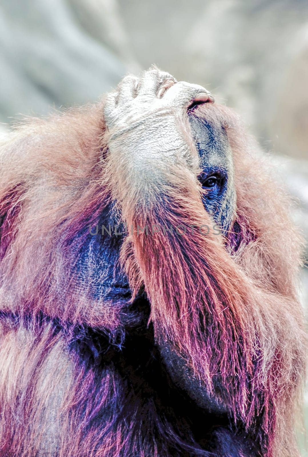 Close up of a Orangutan