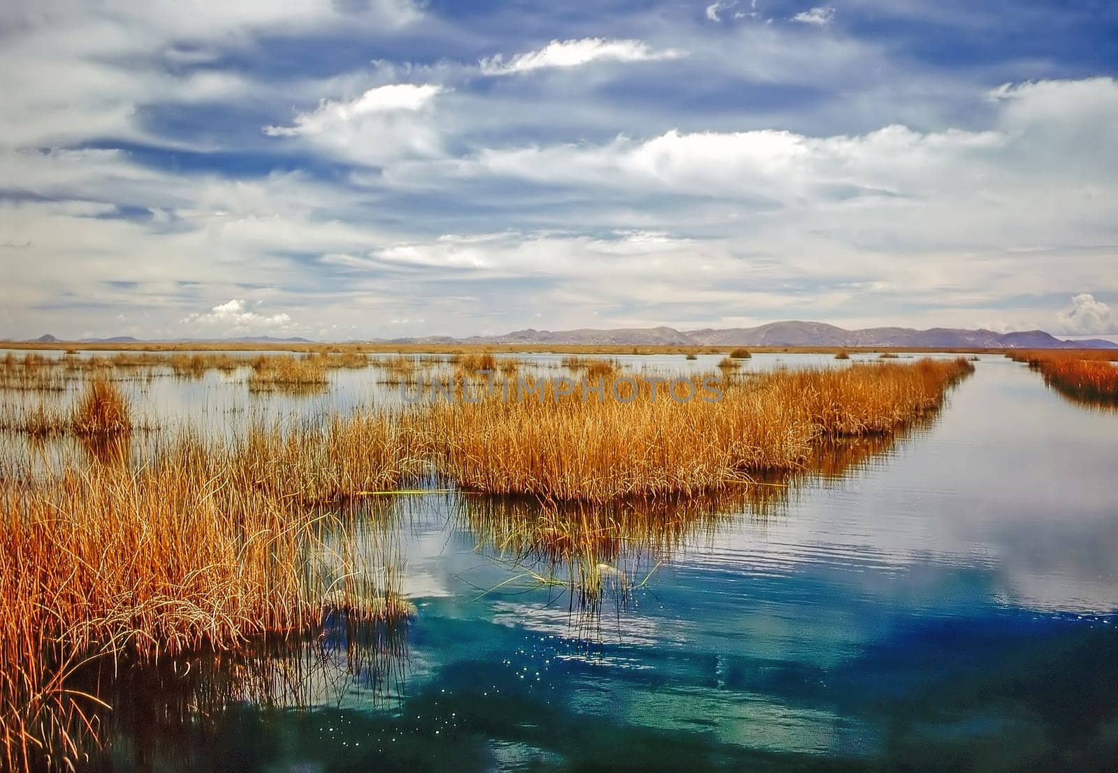 Lake Titicaca with totora reeds in Peru