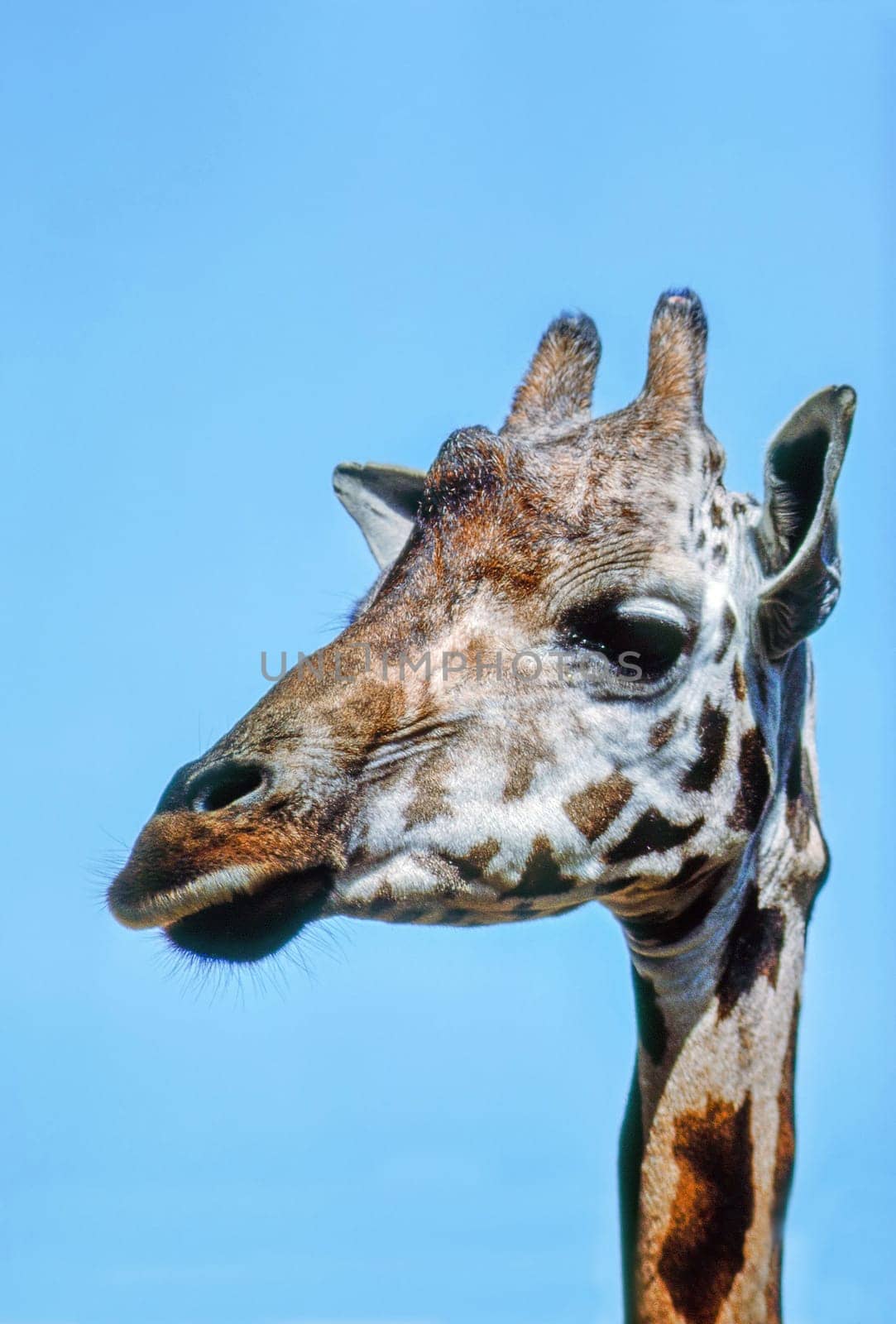 Close up of a Giraffe