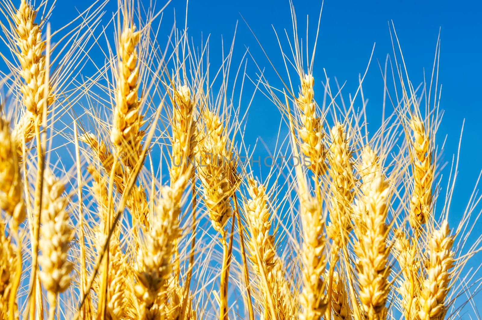 backdrop of ripening ears of yellow wheat field on the sunset cloudy orange sky background Copy space of the setting sun rays on horizon in rural meadow Close up nature photo Idea of a rich harvest