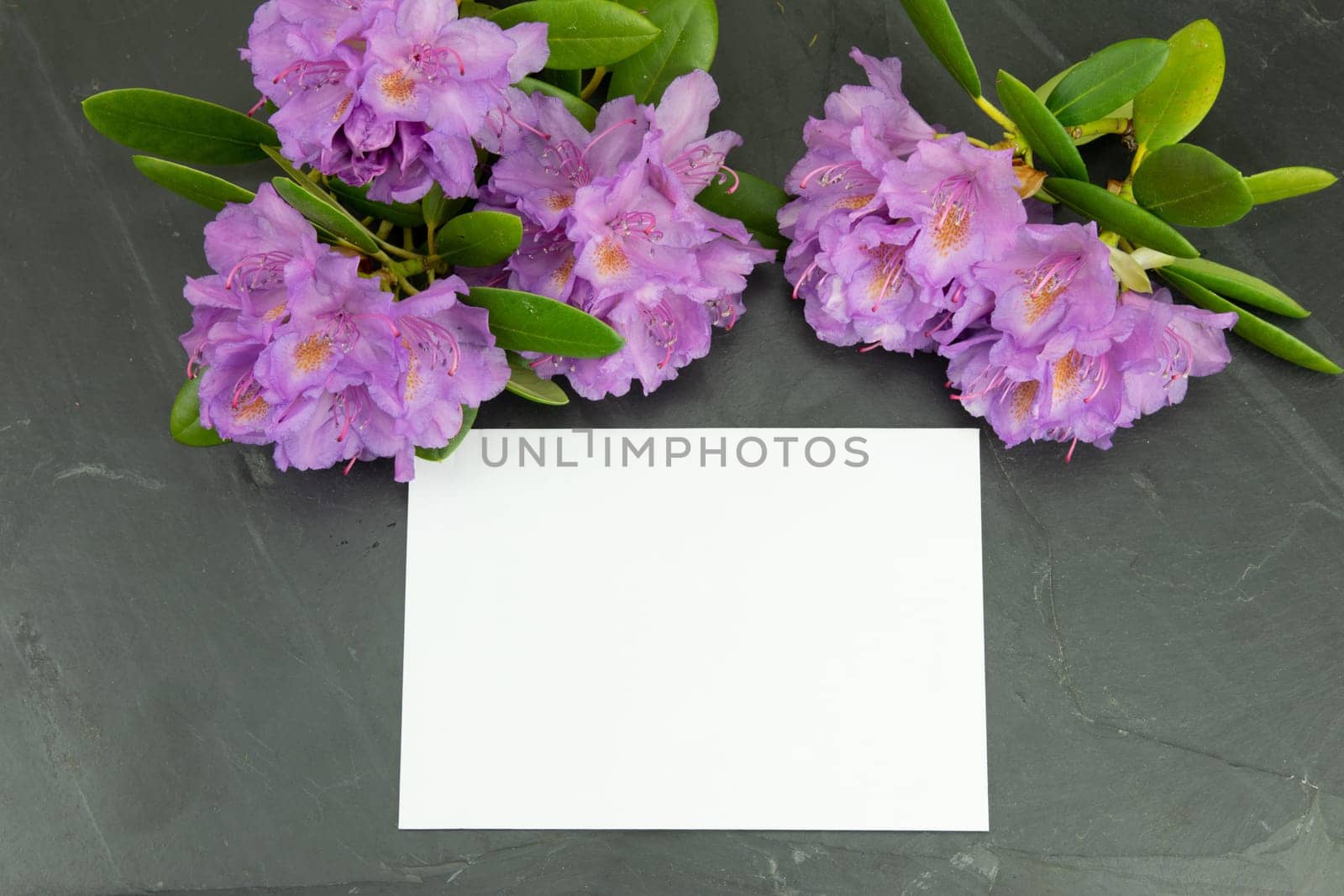 Purple fresh Rhododendron, azalee on black background with a blank white card for your text. Concept card.