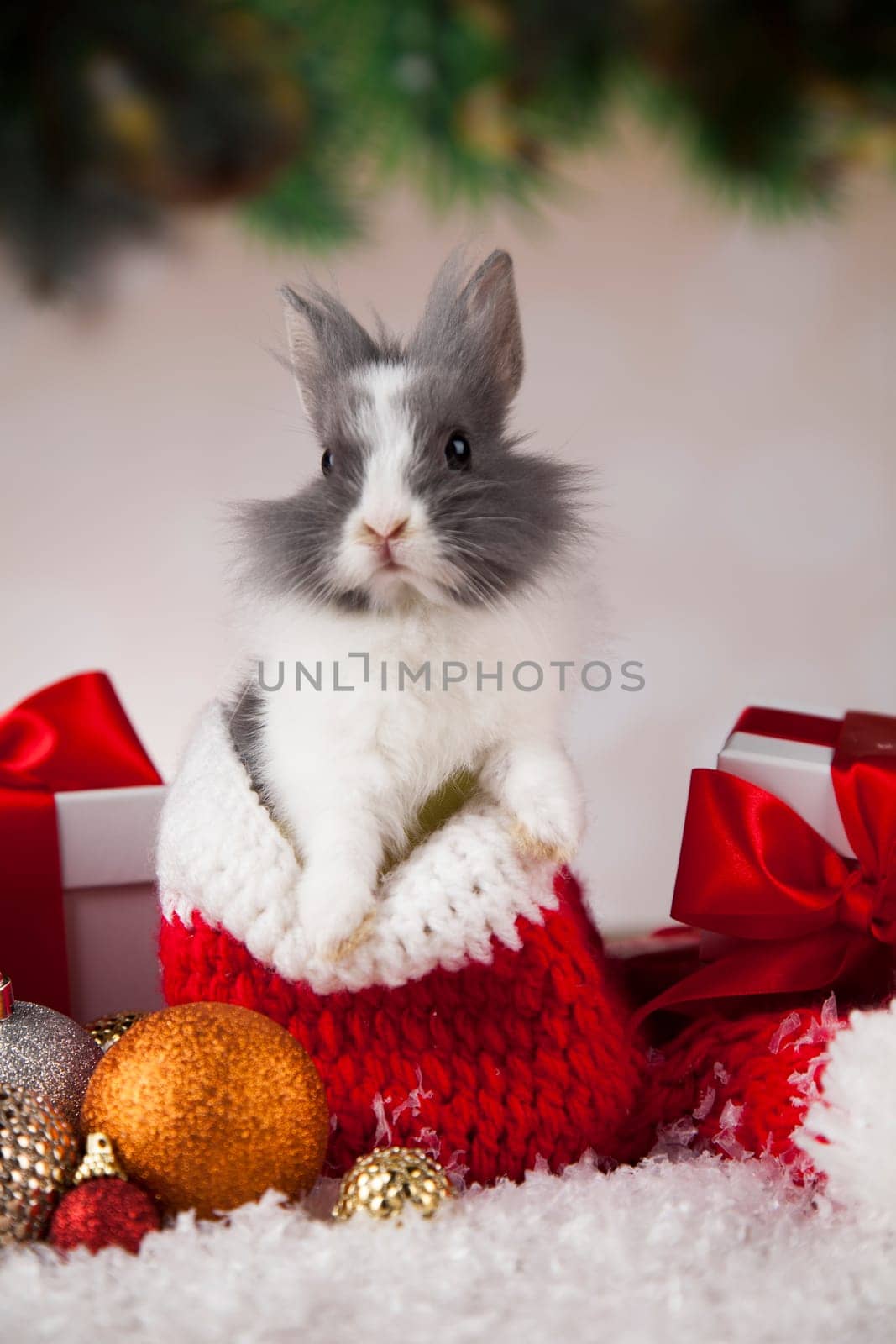 Funny bunny and Christmas background with winter decoration