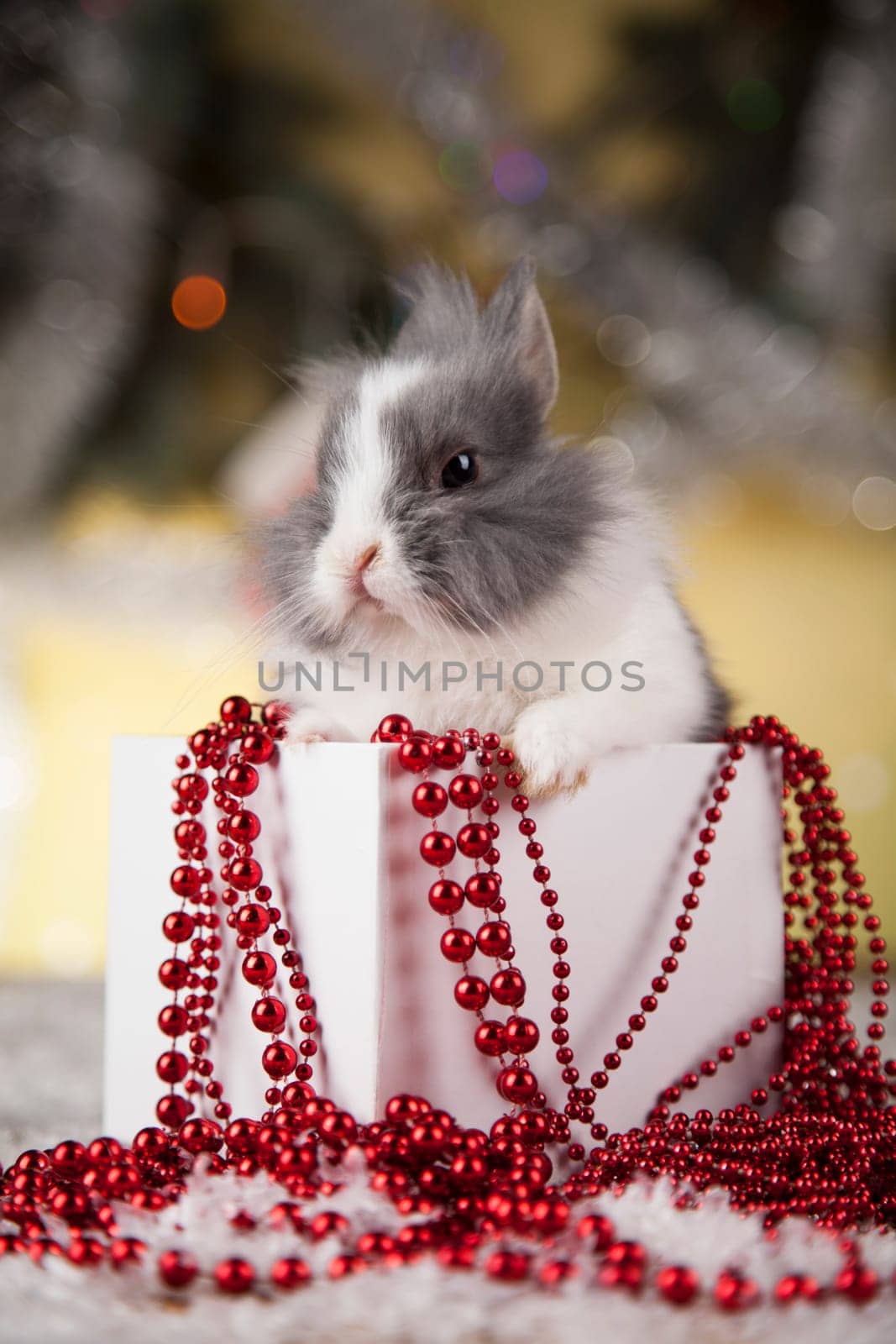 Animal, Rabbit, bunny on Christmas background