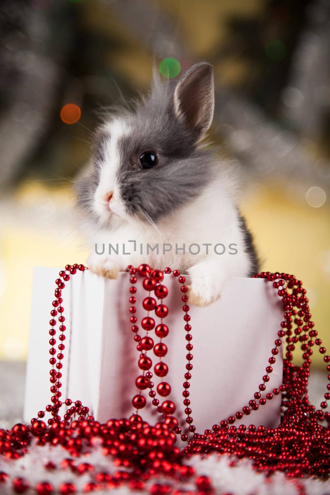 Animal, Rabbit, bunny on Christmas background
