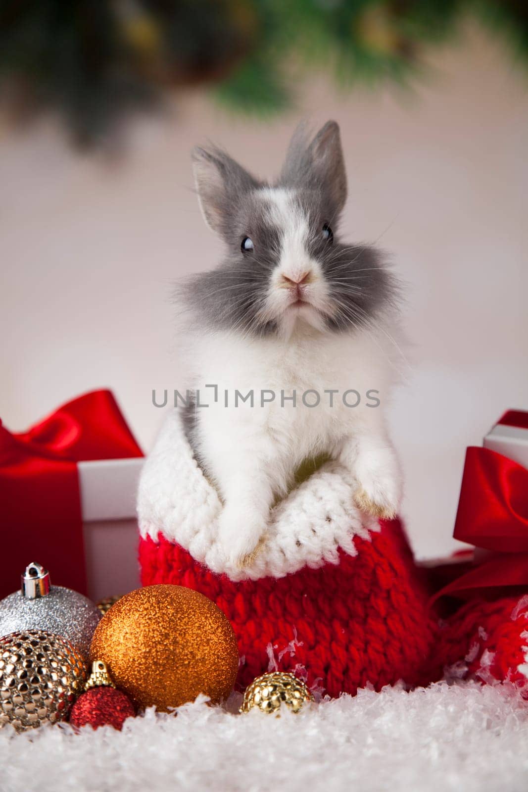 Animal, Rabbit, bunny on Christmas background