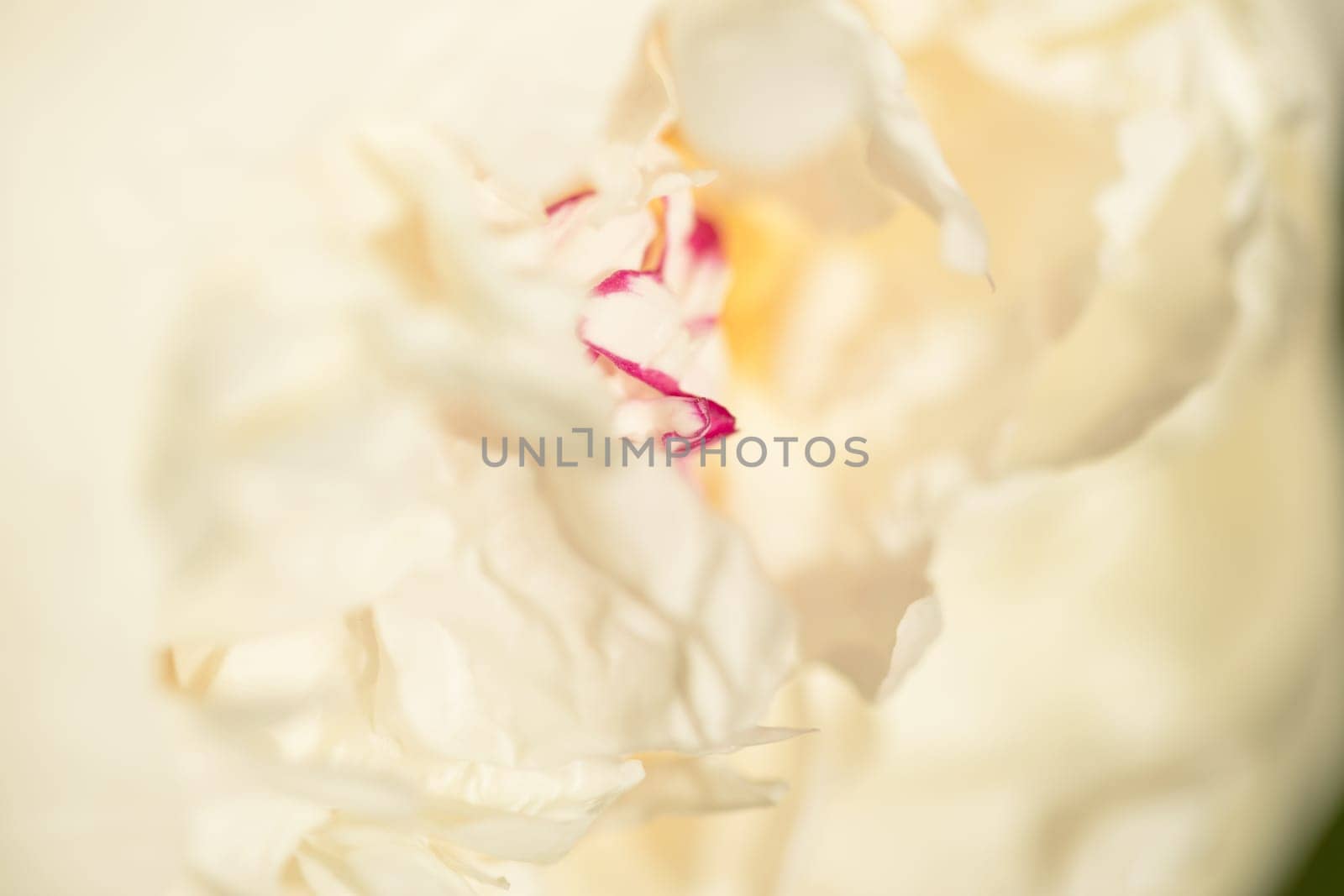 Closeup of inner white blossom of a peony. Concept nature.