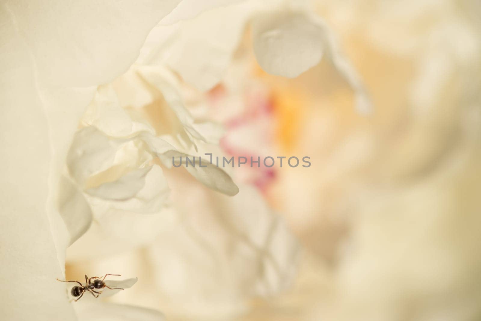 Closeup  of ant in the inner white blossom of a peony. Concept nature.