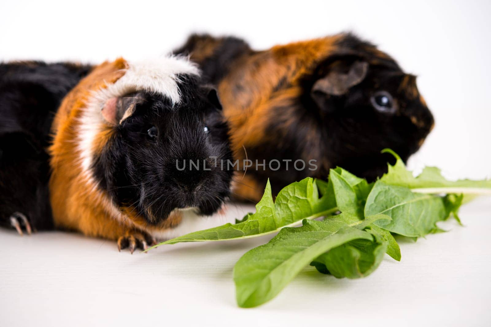two black,white and red guinea pig in front of white background
