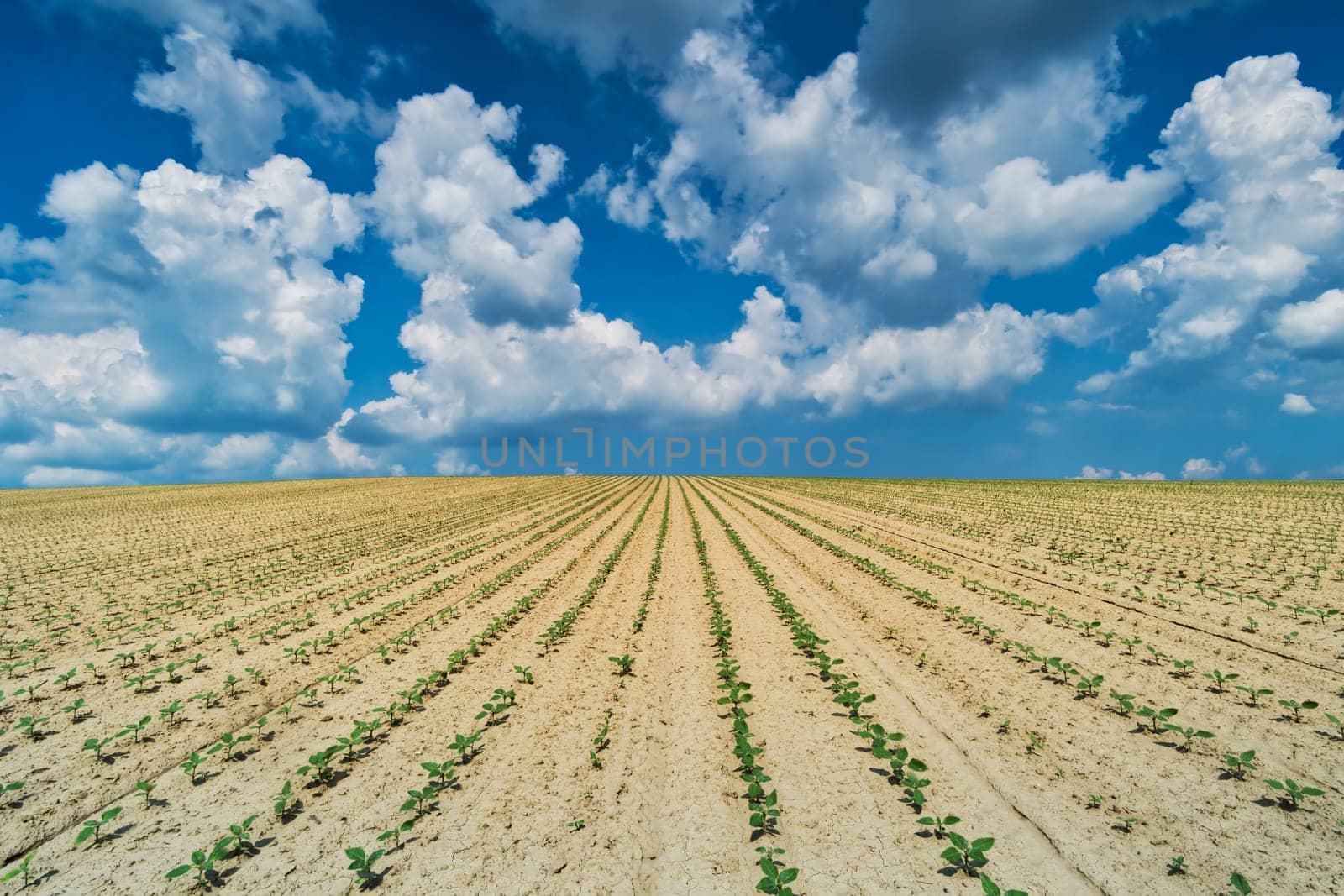 Landscape Agriculture,field with crops under blue sky with clouds