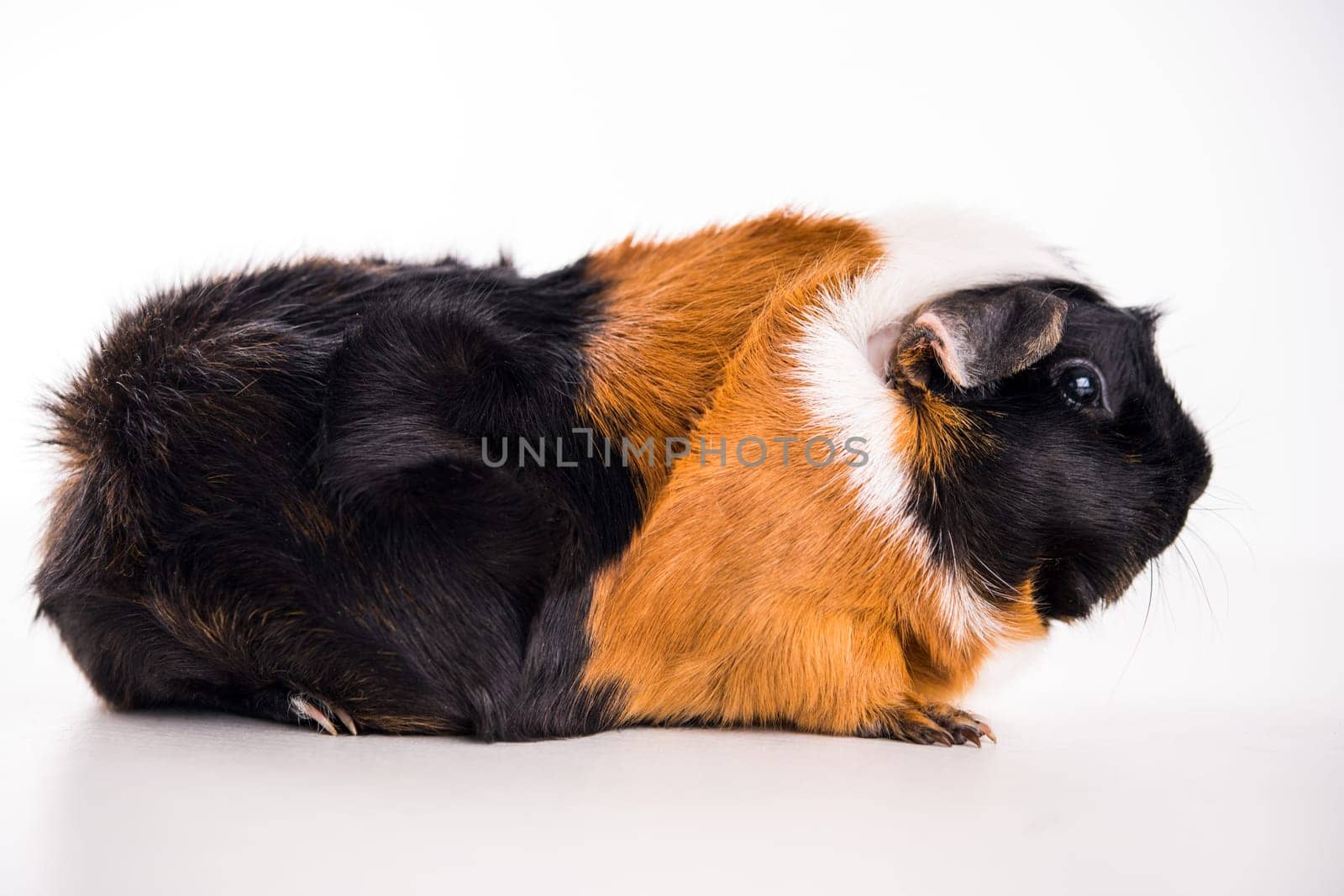 black,white and red guinea pig in front of white background
