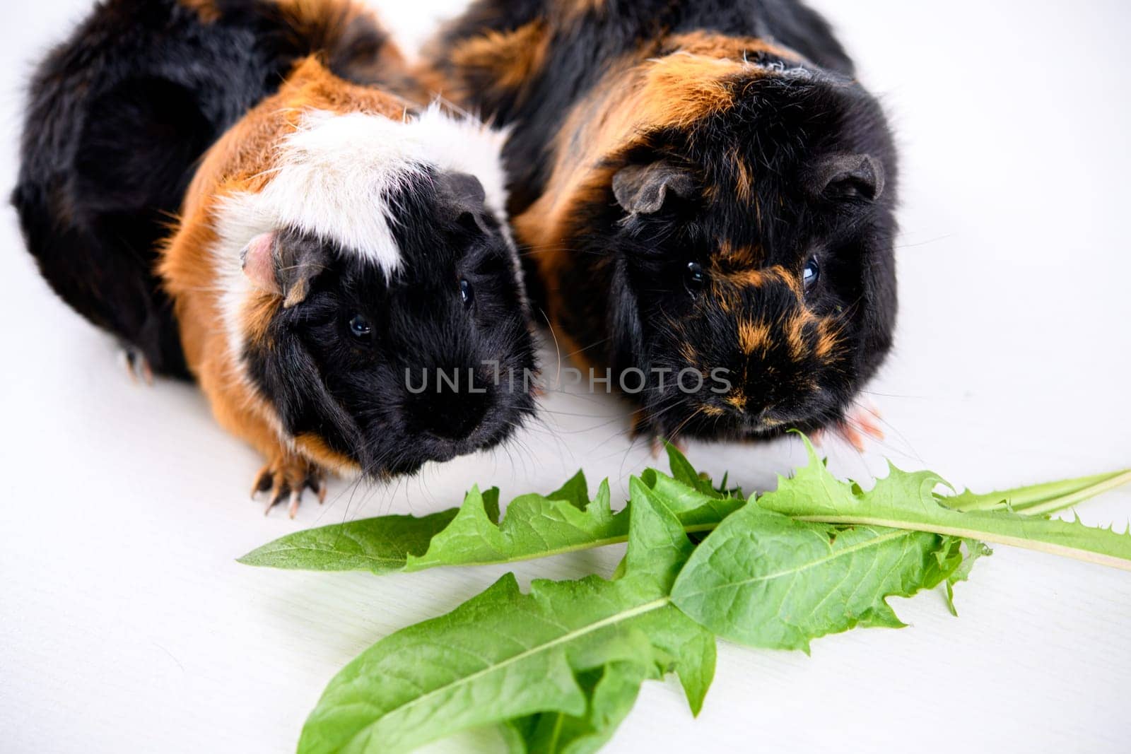 two black,white and red guinea pig in front of white background
