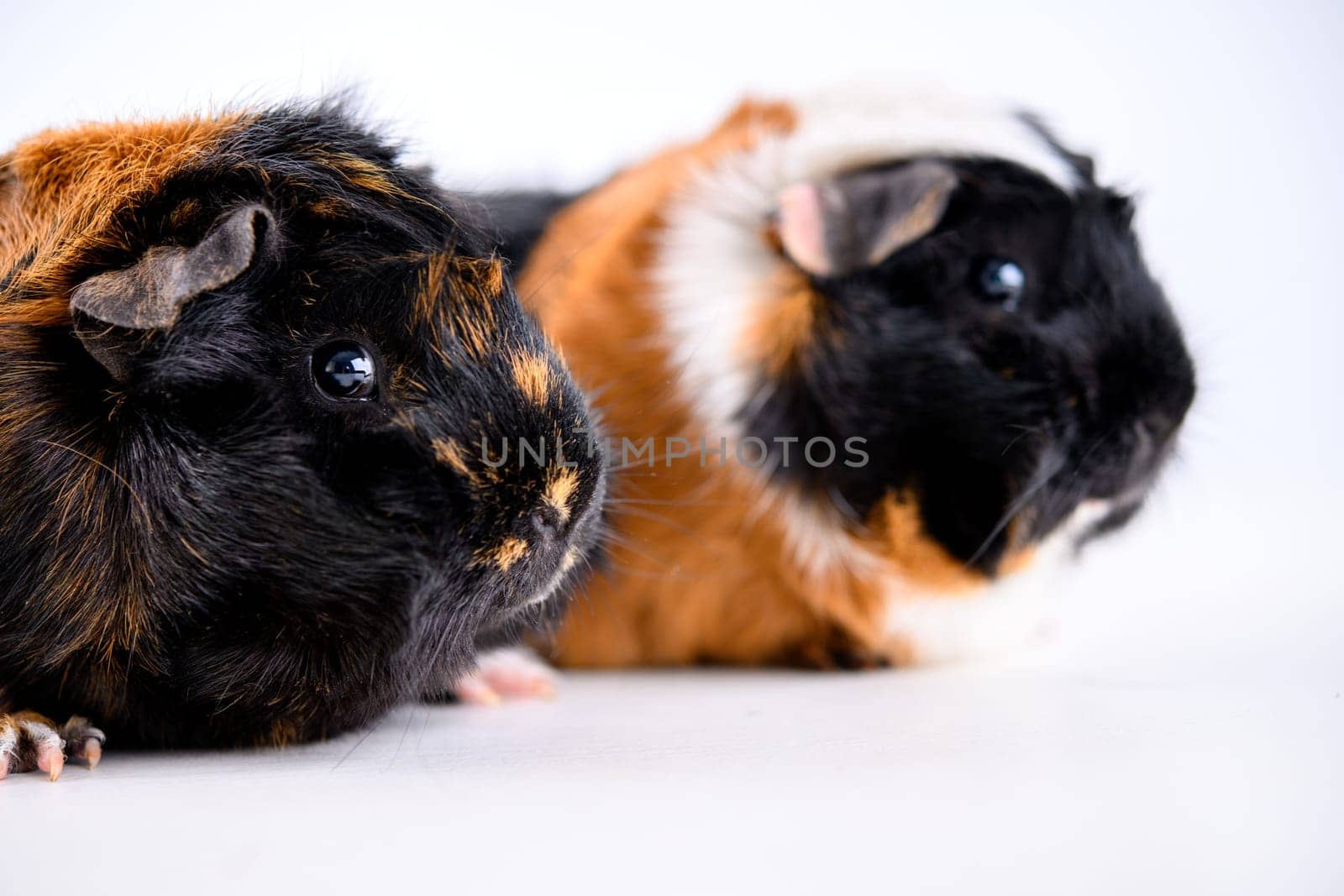 two black,white and red guinea pig in front of white background
