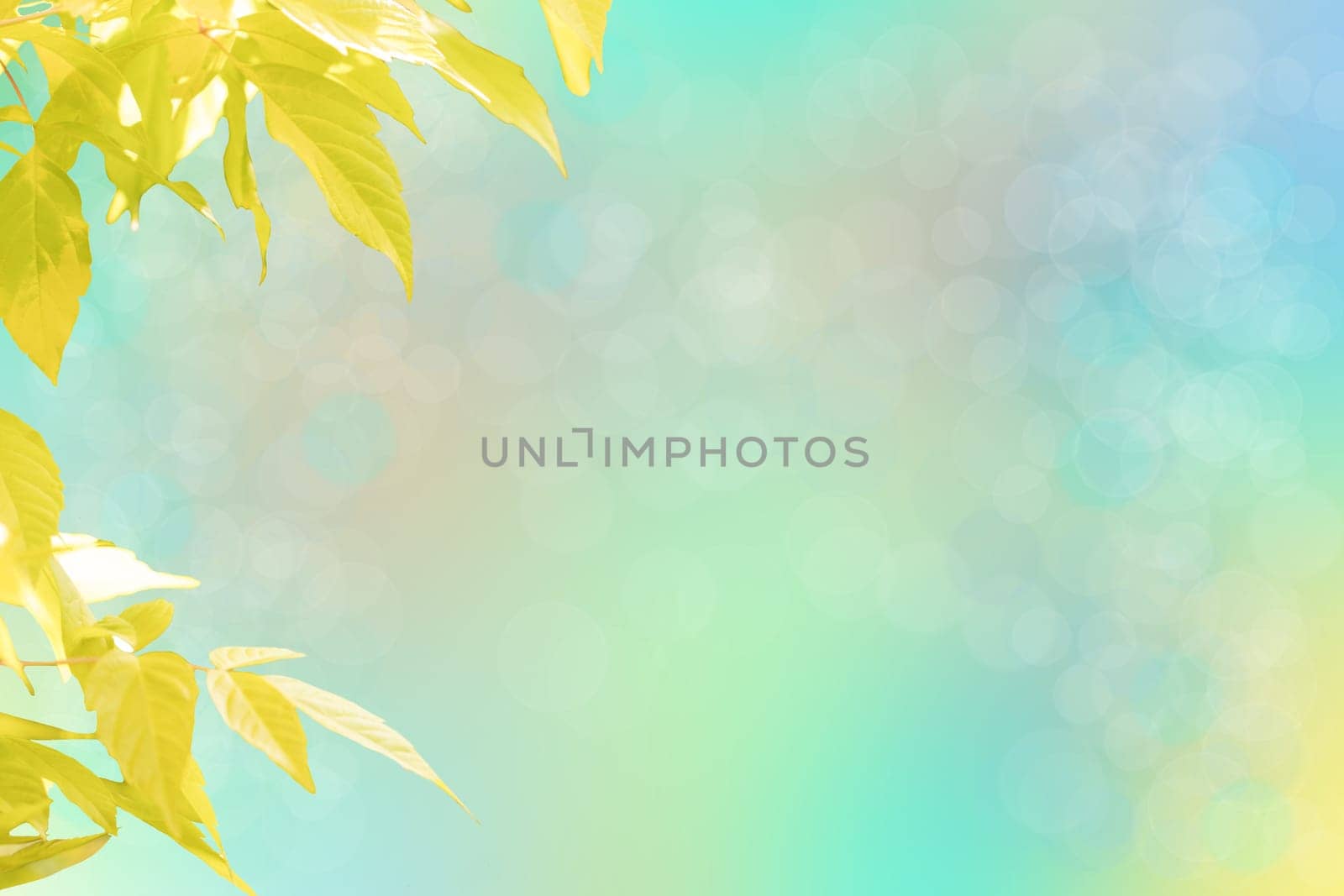 Yellow leaves on summerday with bright bokeh background. Card concept. Space for text.