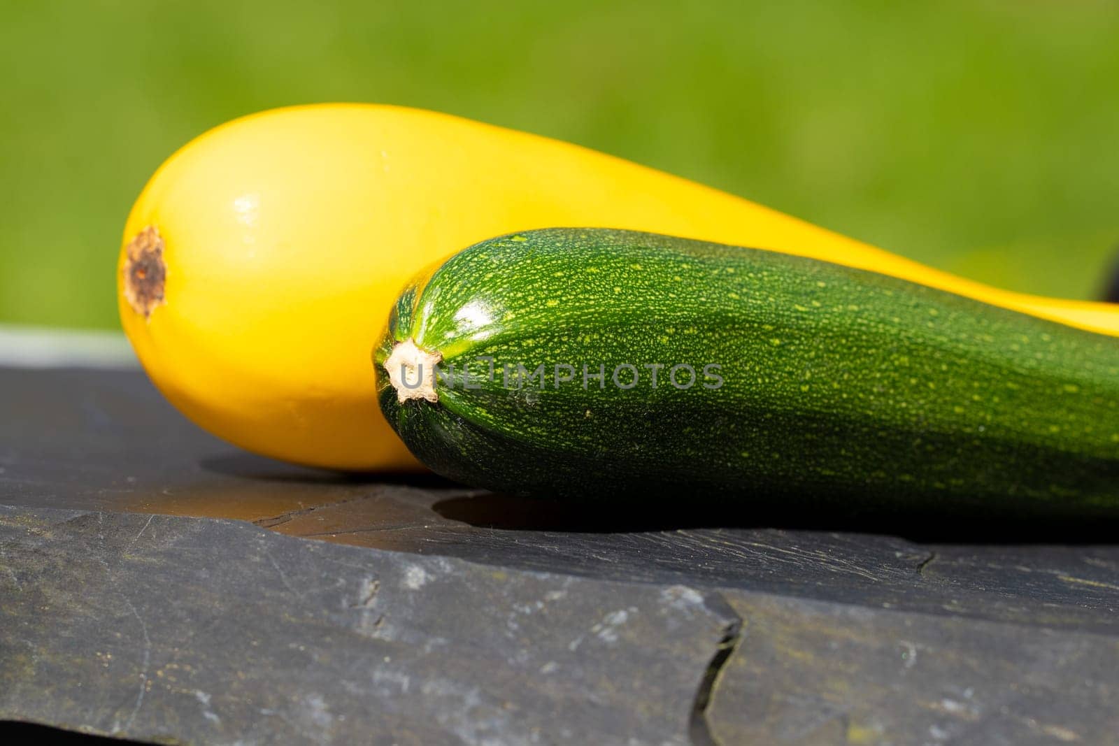 Closeup of fresh yellow and green courgette on black slate with natural green background. Outdoor. Concept health.