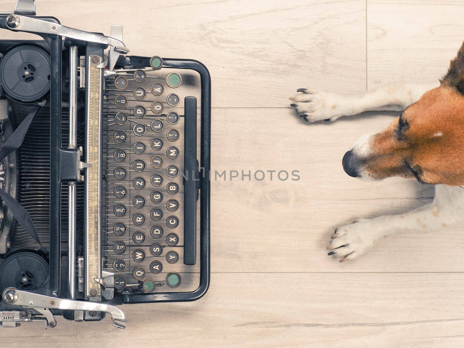 Cute dog with an old typewriter on a wooden floor, view from above