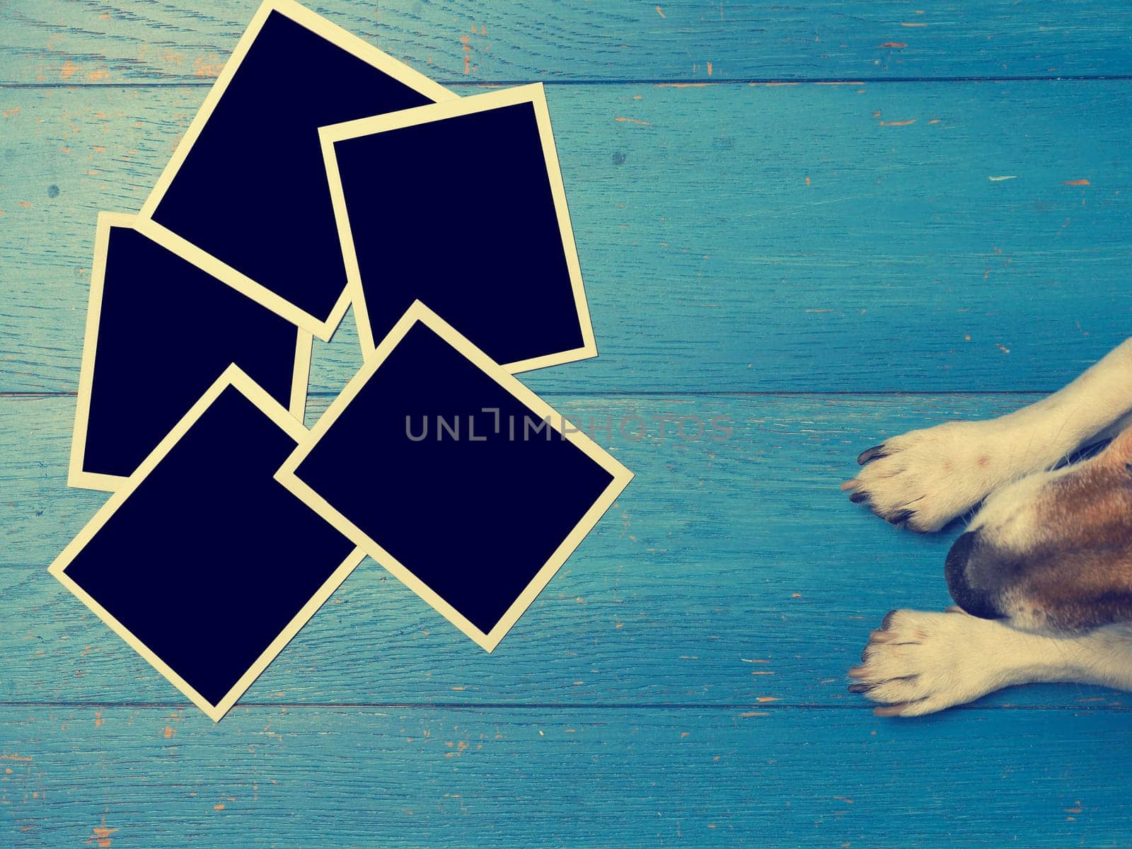 Cute dog with old photographs on a rustic wooden floor