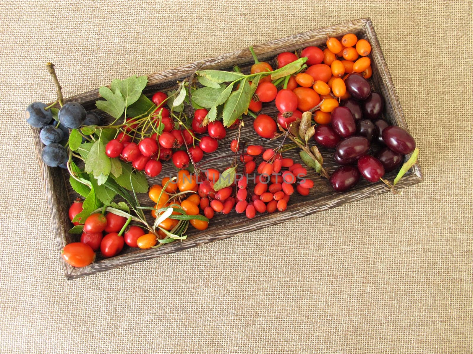 Wild fruits in a wooden box with sloes,cornelian cherries,sea buckthorn,rose hips,barberry and hawthorn