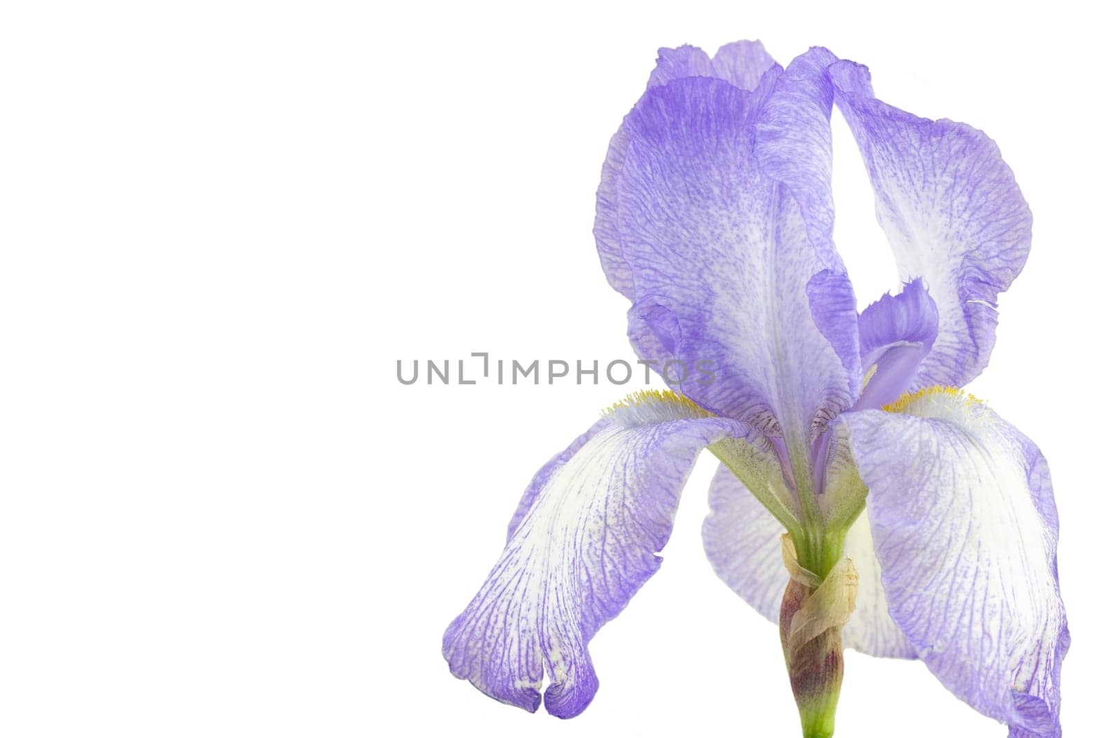 Closeup blue tender elegant iris isolated on white background with copy space on the left side. Card concept.