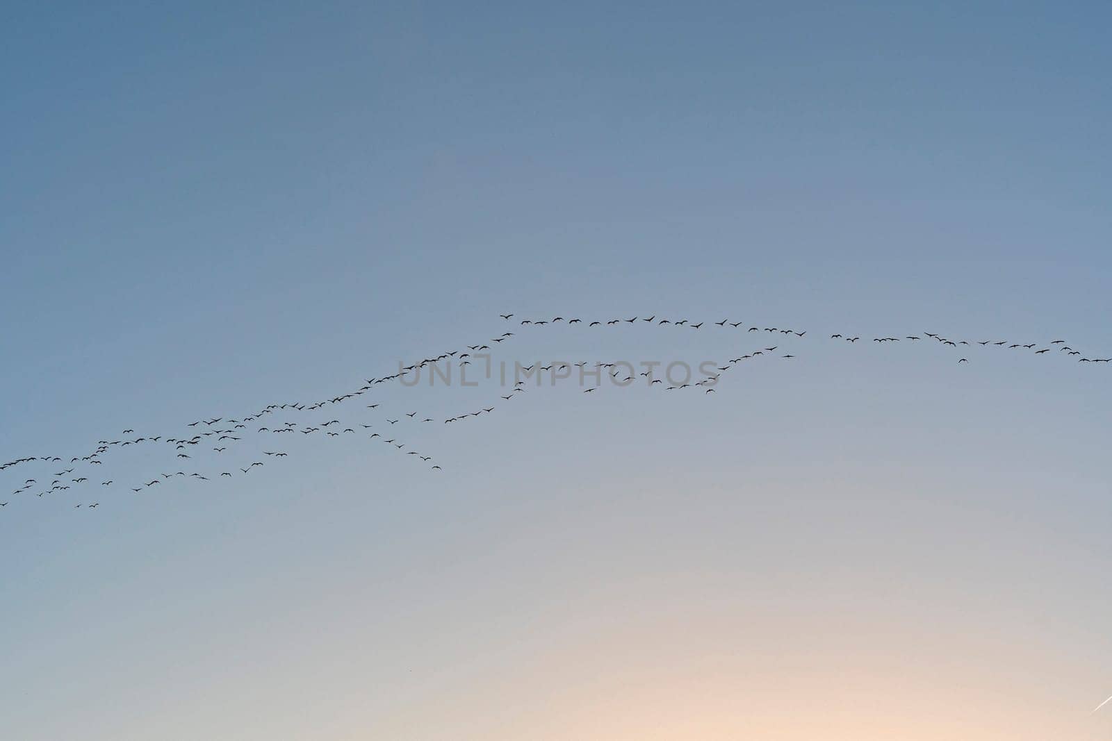 Cranes Heading for a Roosting Ground at Sunset near Kearney, Nebraska