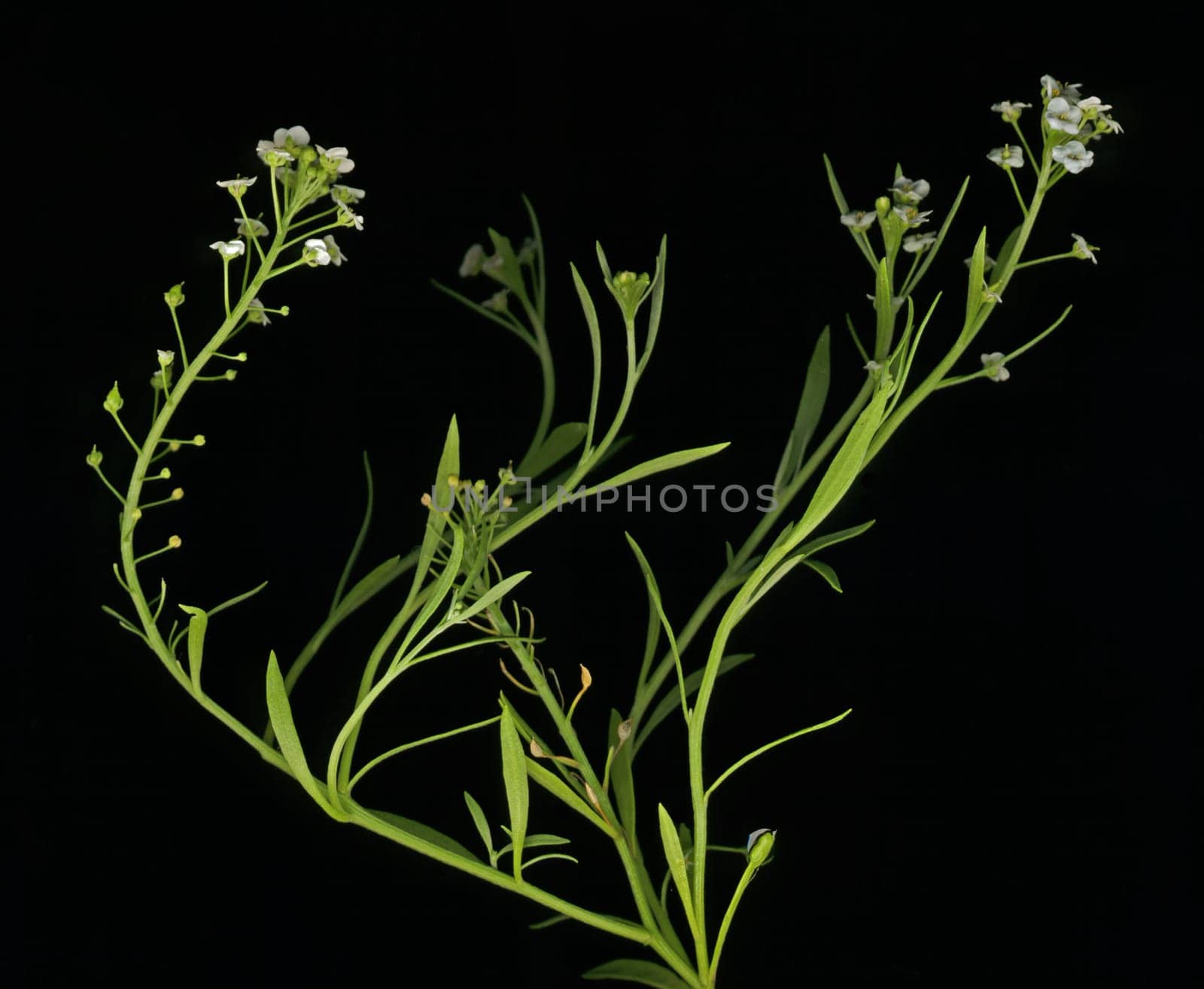 Little blossoms on green grass branch.