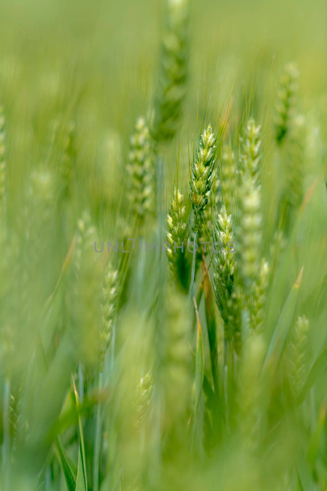 Single grain ears of wheat in front of bright fuzzy green grain