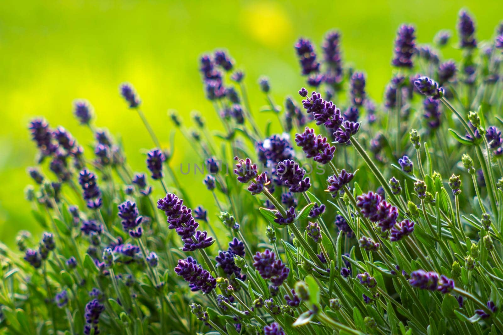 lavender flowers in the garden