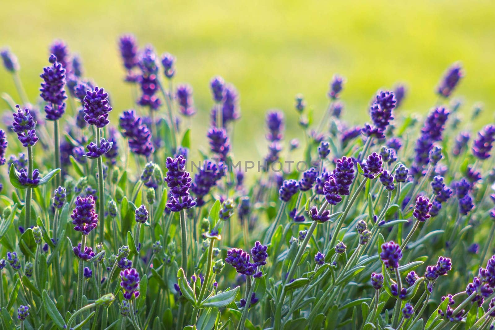 lavender flowers
