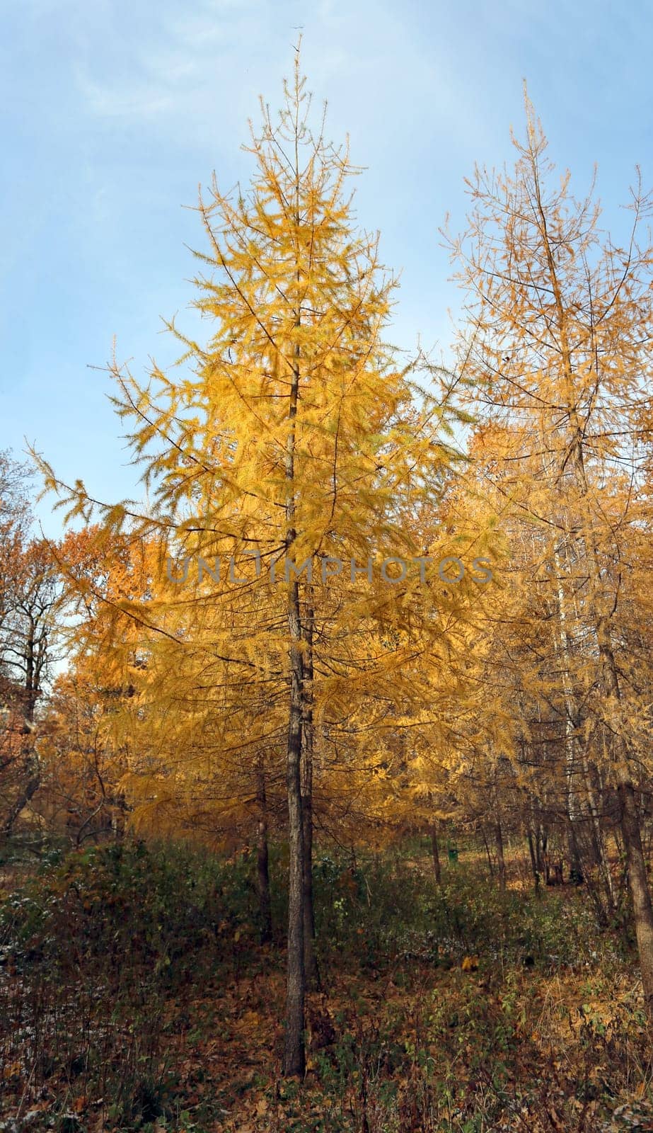Very beautiful autumn landscape in the forest