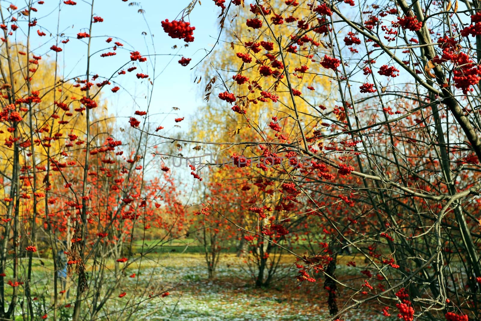 Large red rowan berries photographed close up