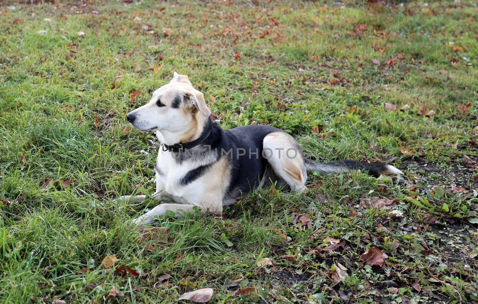 Portrait of a beautiful wild dogs photographed close-up