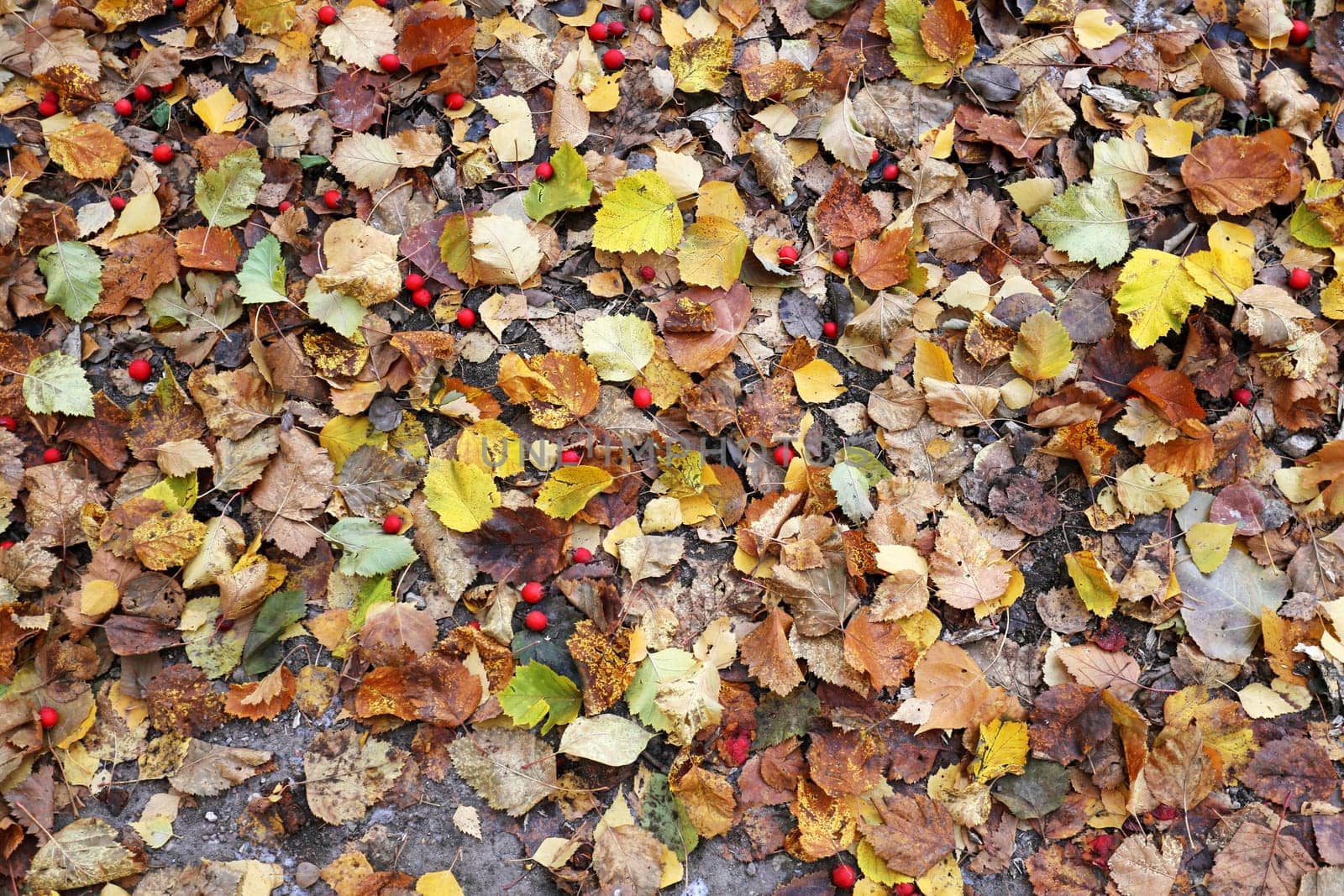 Beautiful yellow birch leaves photographed close up