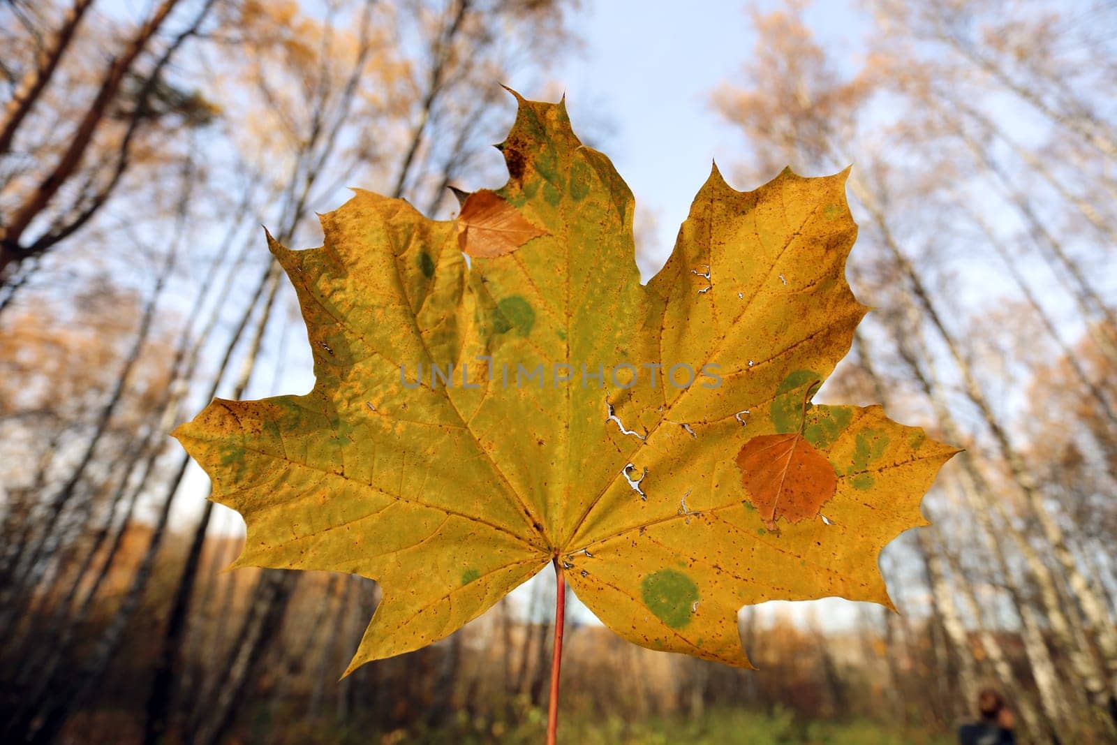 Beautiful yellow maple leaf photographed close up