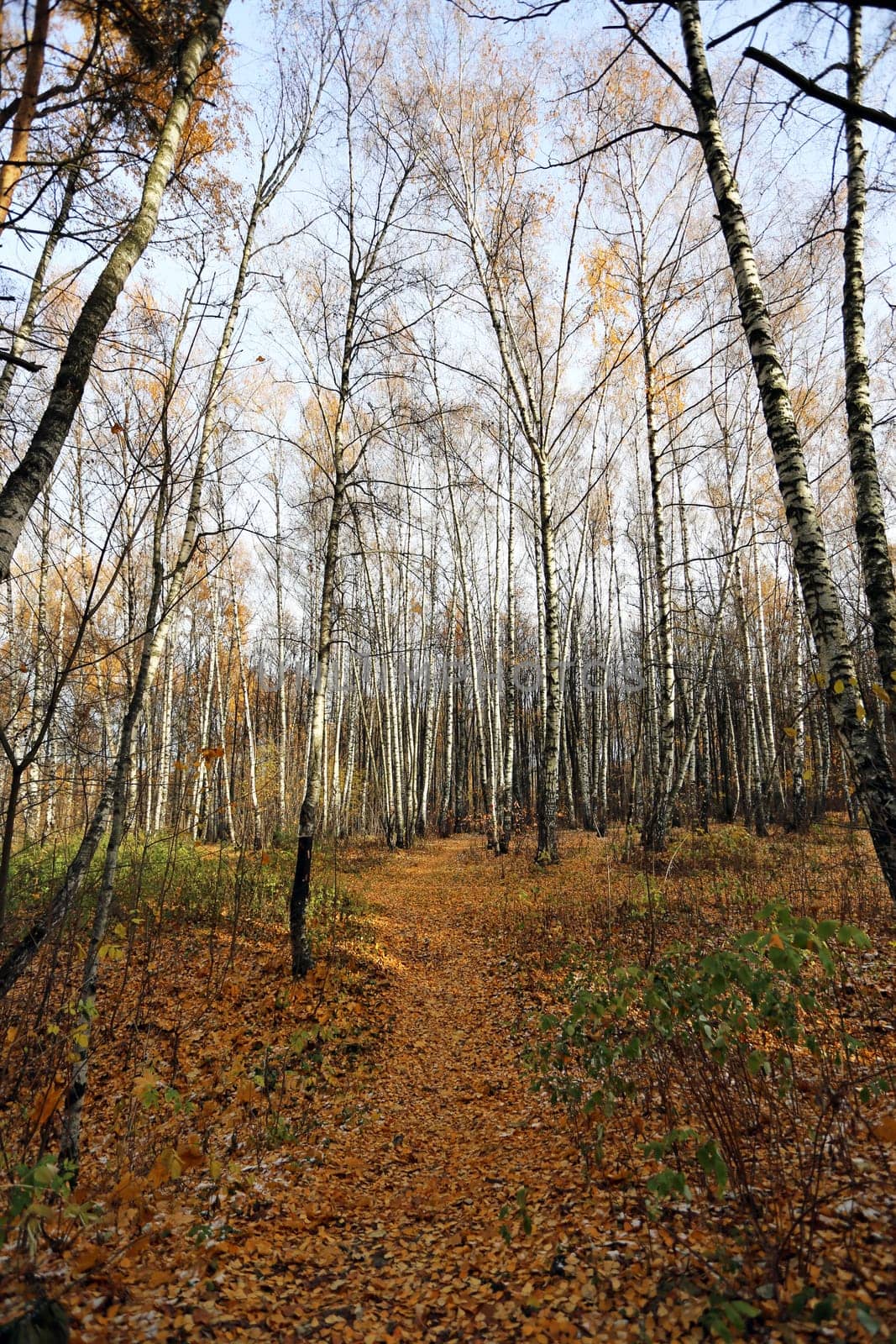 Very beautiful autumn landscape in the forest