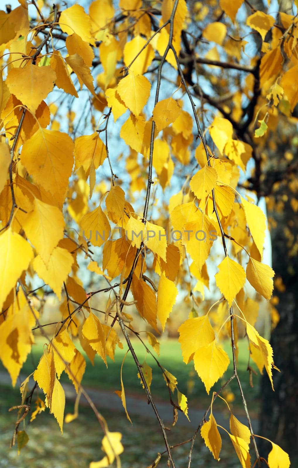 Beautiful yellow birch leaves photographed close up