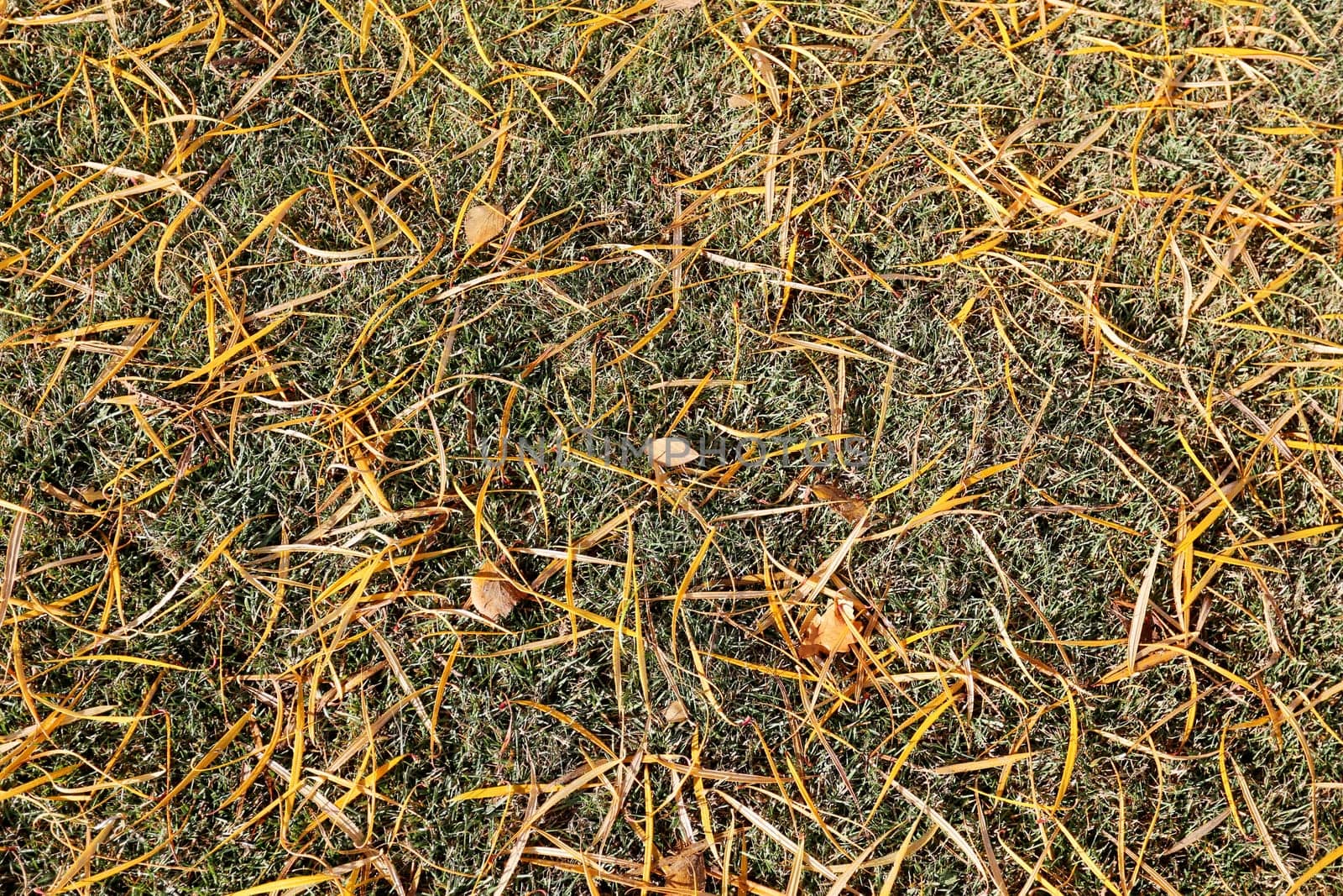 Thin yellow leaves lie on the green grass
