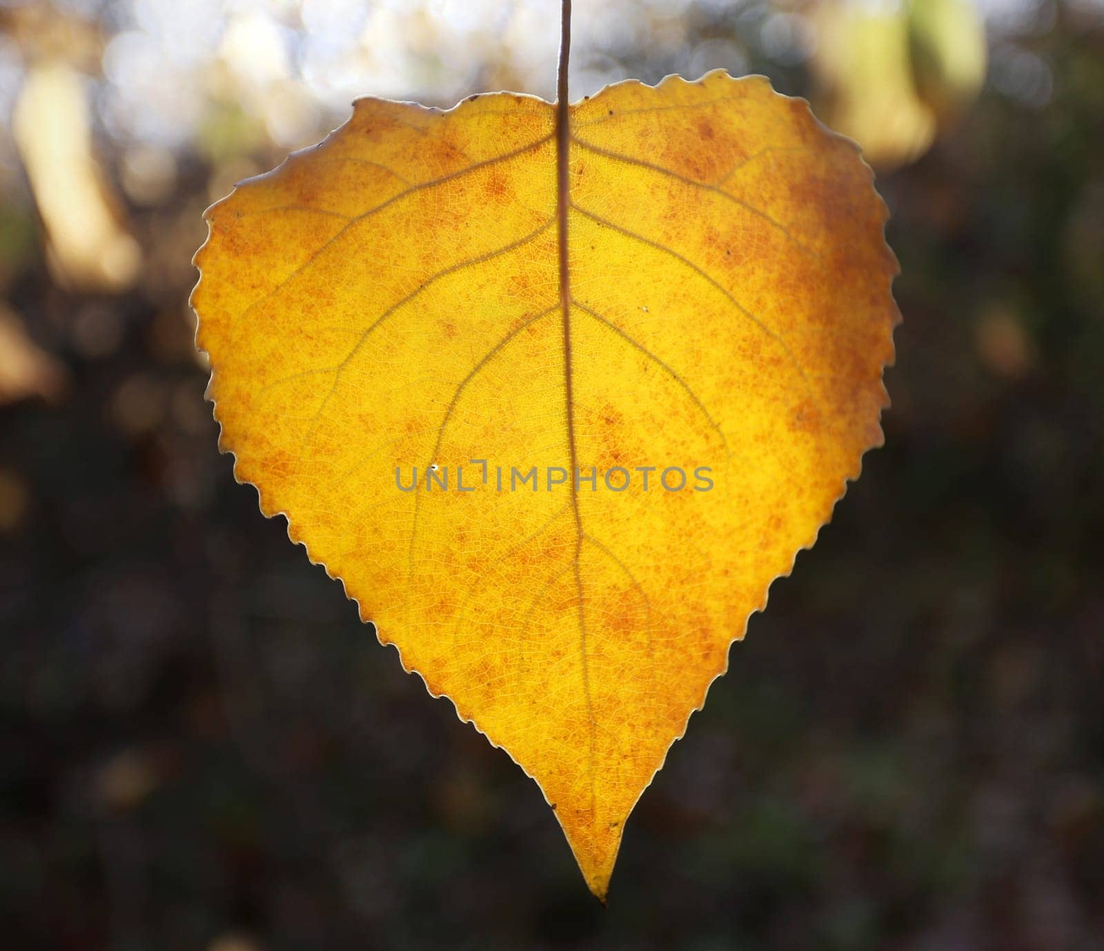 Beautiful yellow birch leaves photographed close up
