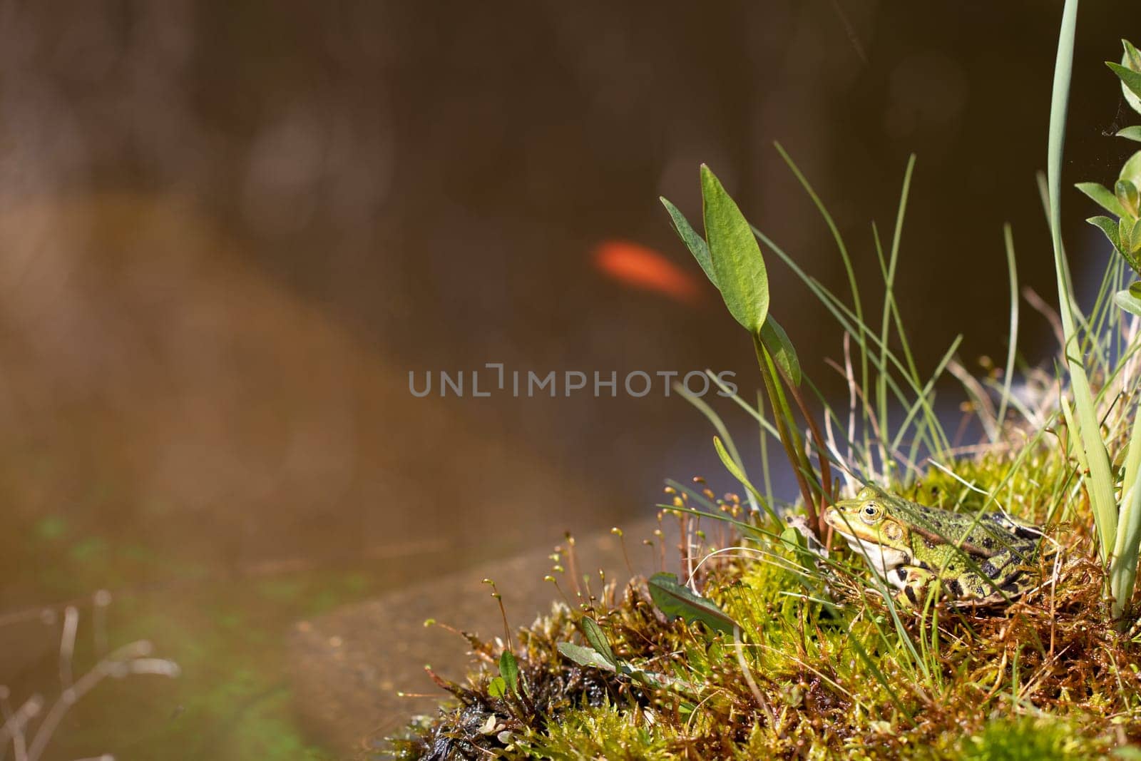 A frog on an island in the garden pond. Concept natur.