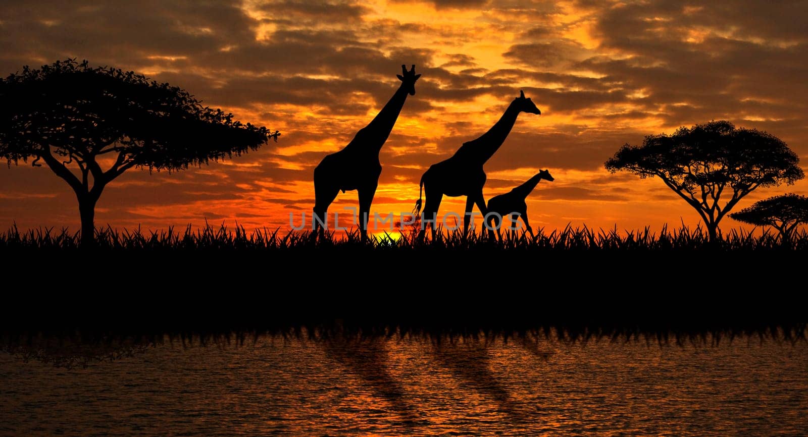 Silhouettes of giraffes  on a sunset background. Giraffes against the backdrop of the sunset and the river.