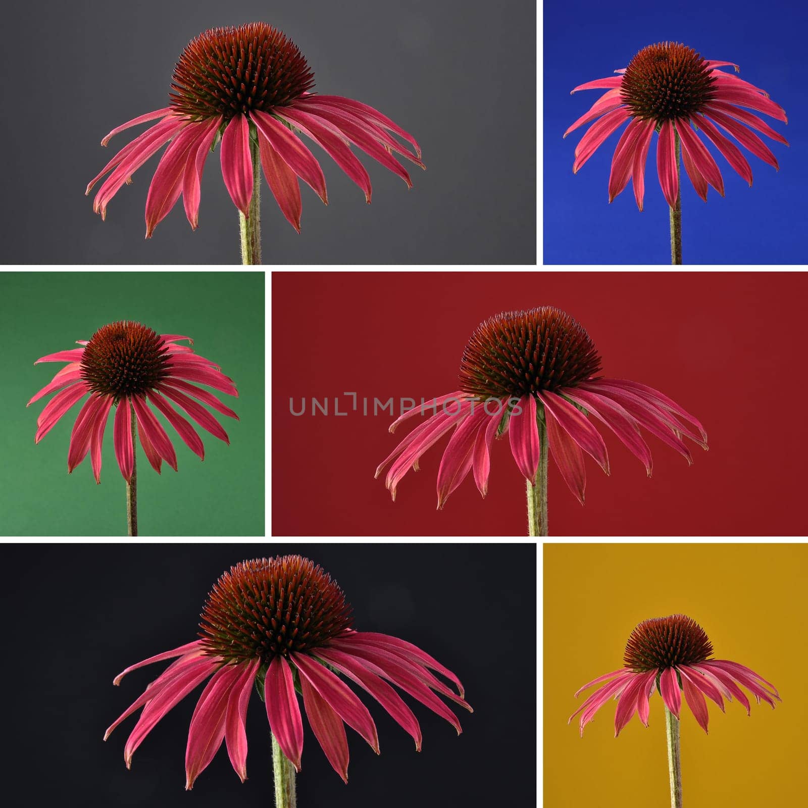 Collage coneflower on dark background