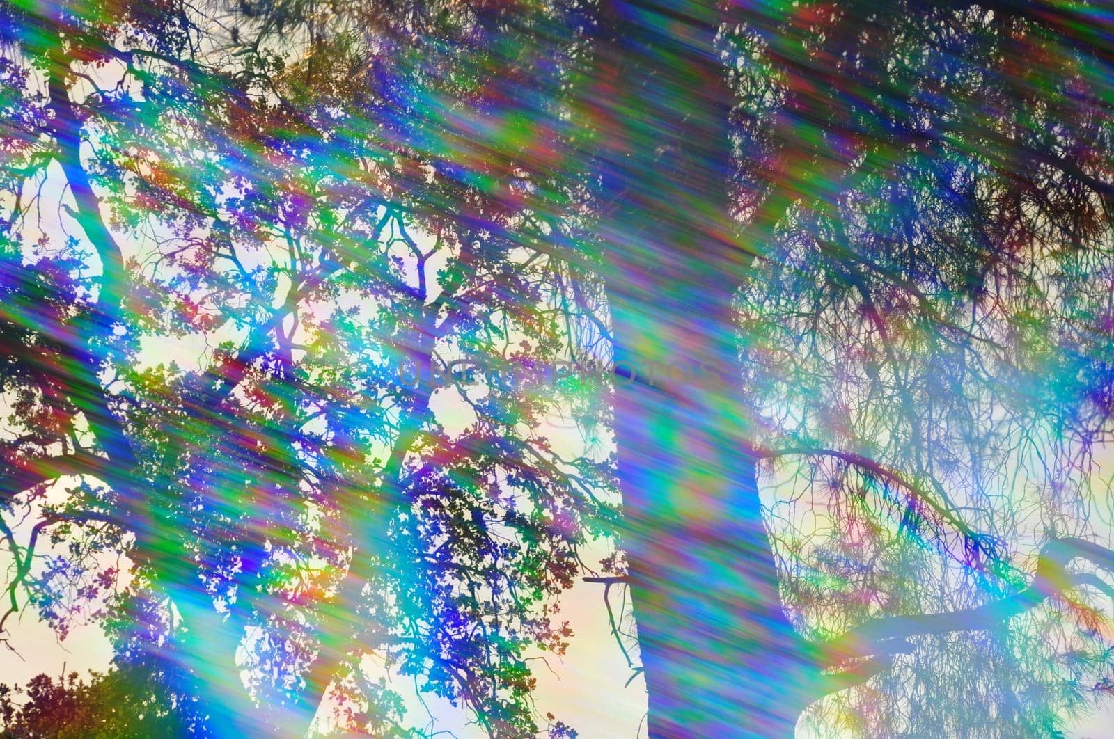 Light rays spectrum colors and tree branches on a sunny day. Abstract forest reflections through vintage prism filter.