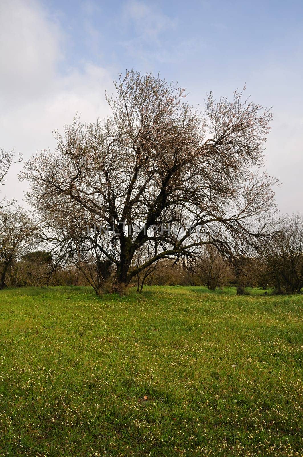 Almond tree in grass field. Spring landscape.