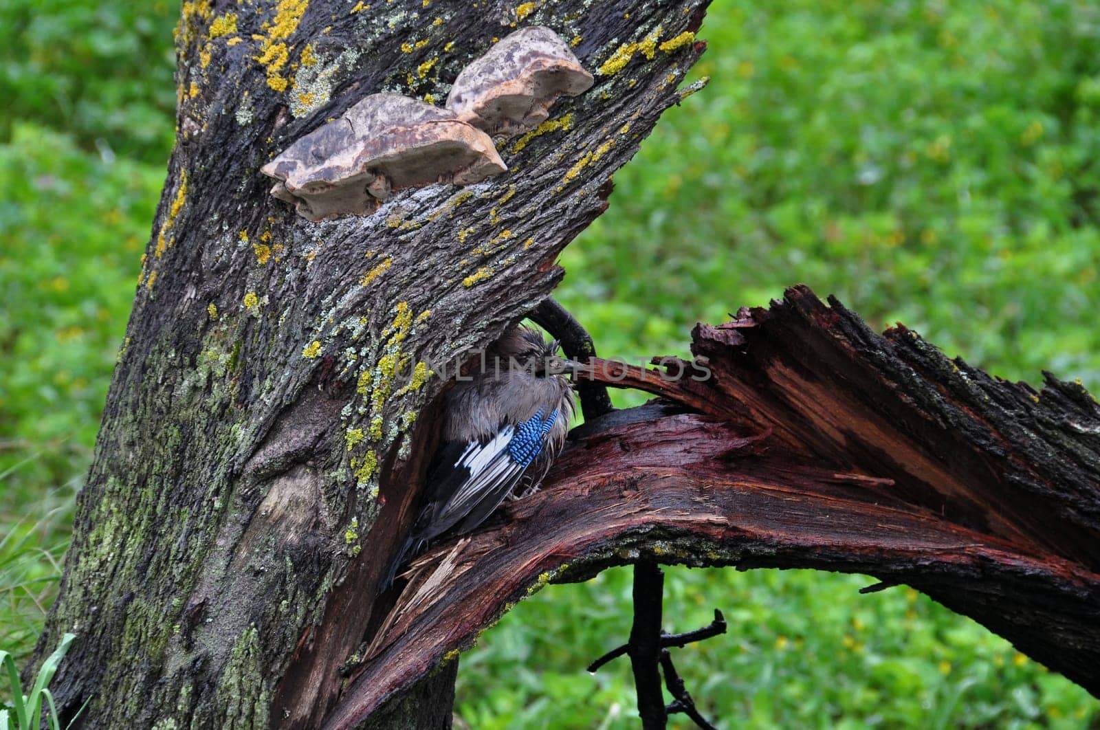 Eurasian jay passerine bird sheltering under broken tree trunk. Stormy weather rainy winter day.