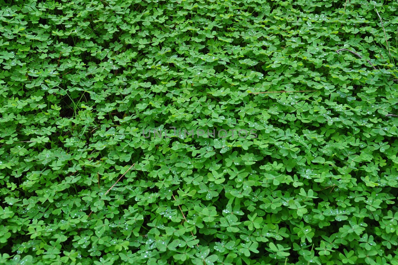 Clover plant with rain drops winter background. Nature abstract.