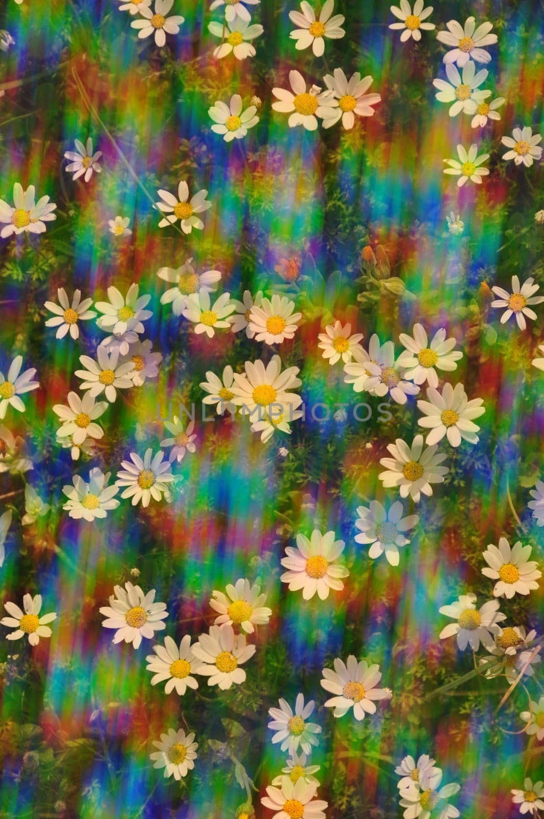 Daisy flowers on a sunny spring day. Abstract sunlight spectral reflections through vintage prism lens filter.