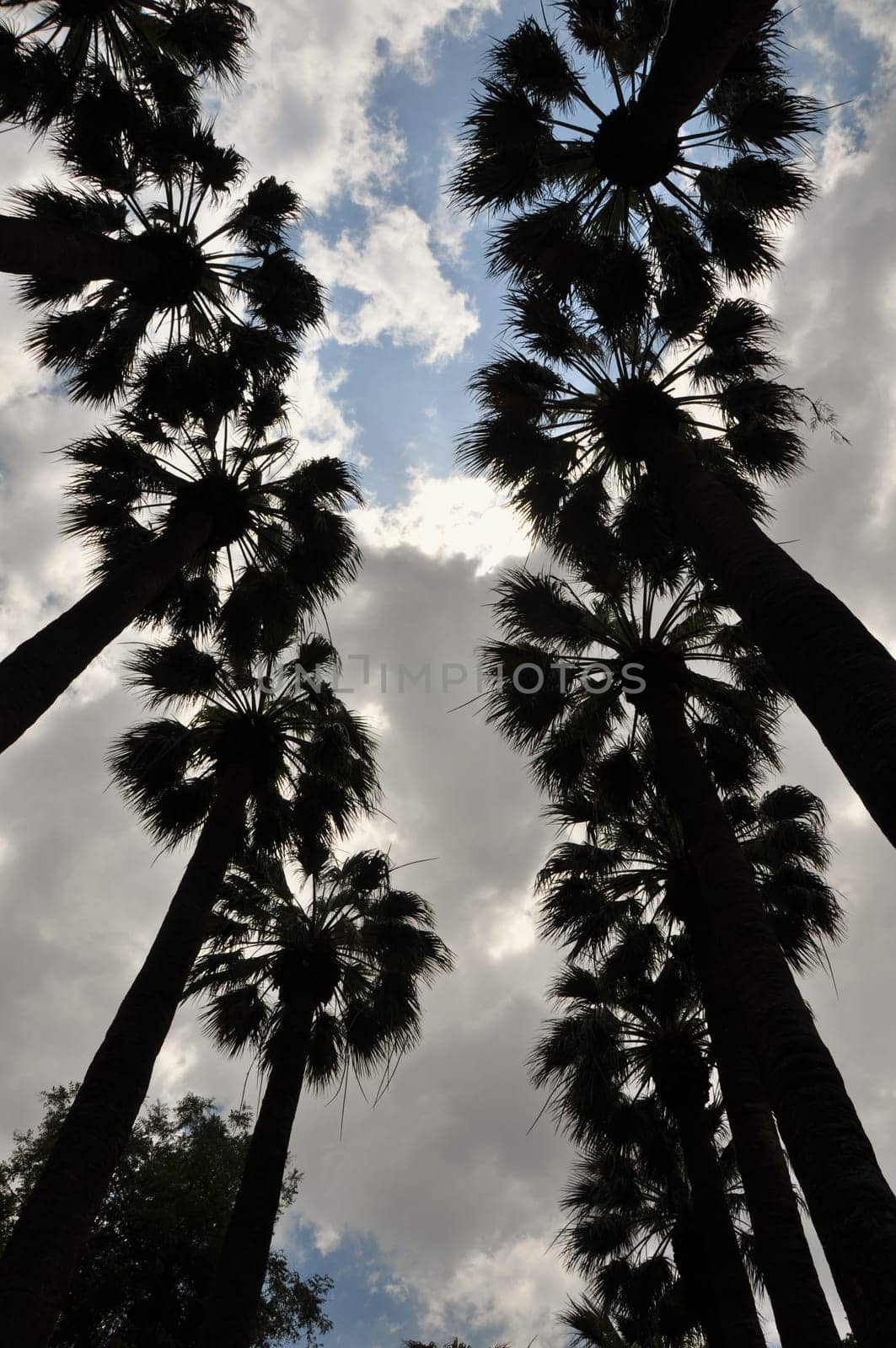 Palm trees silhouette and cloudy sky. Nature abstract.